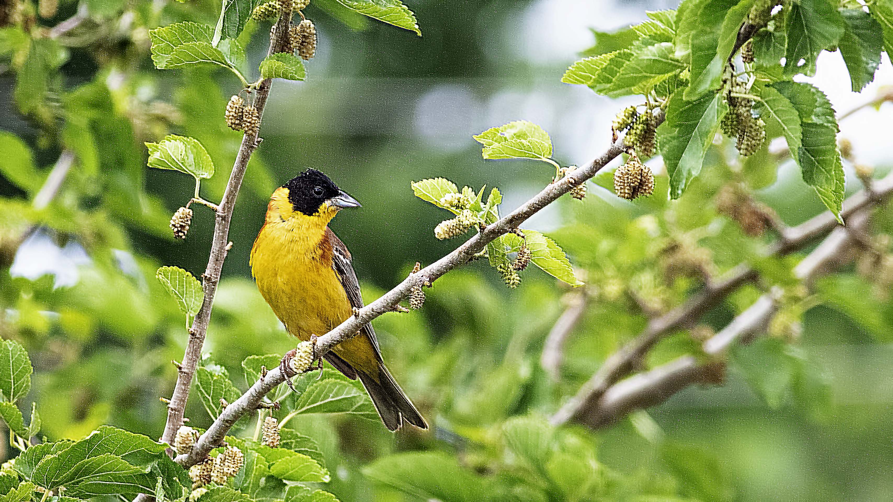 Black-headed Bunting