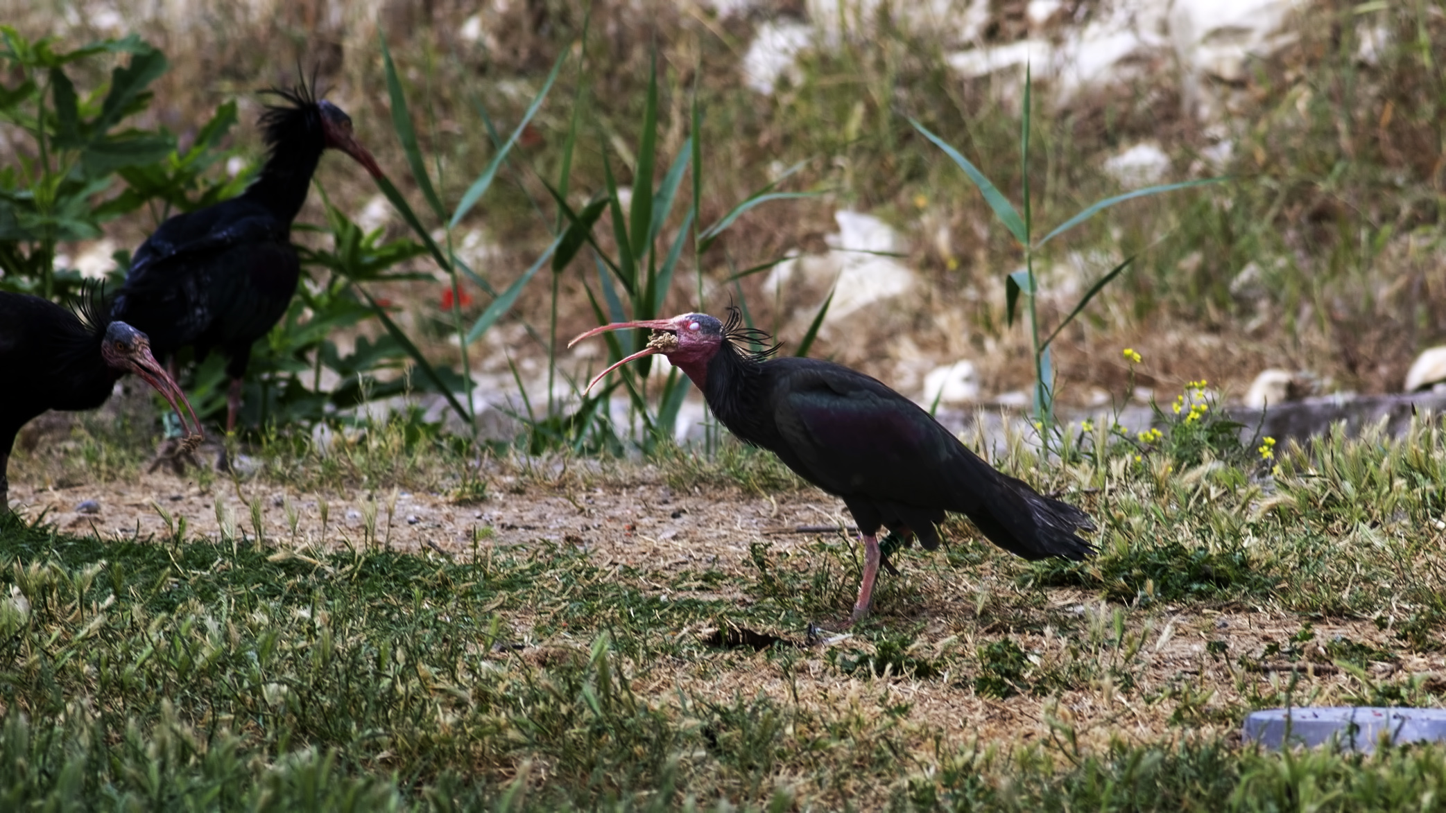 Northern Bald Ibis