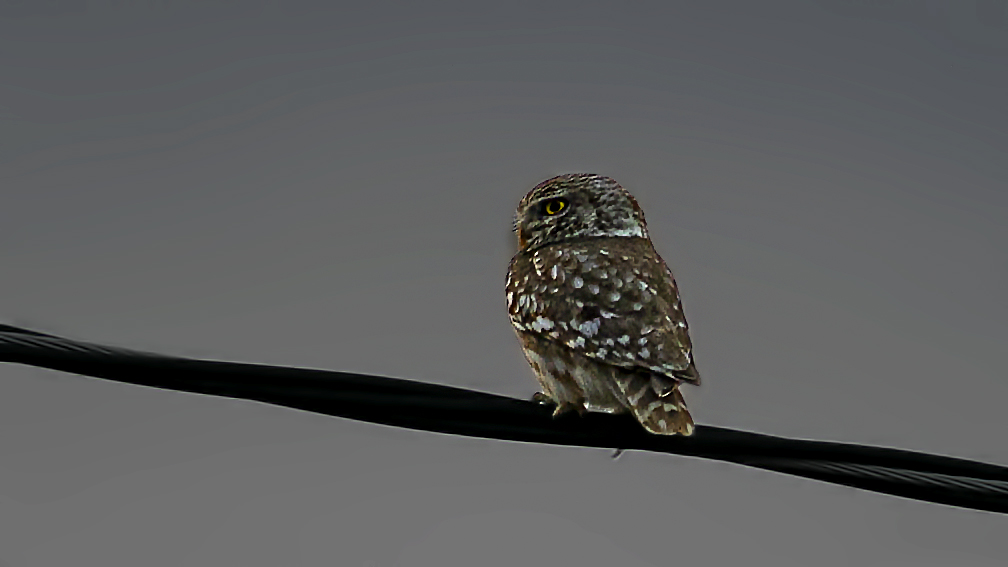 Little Owl