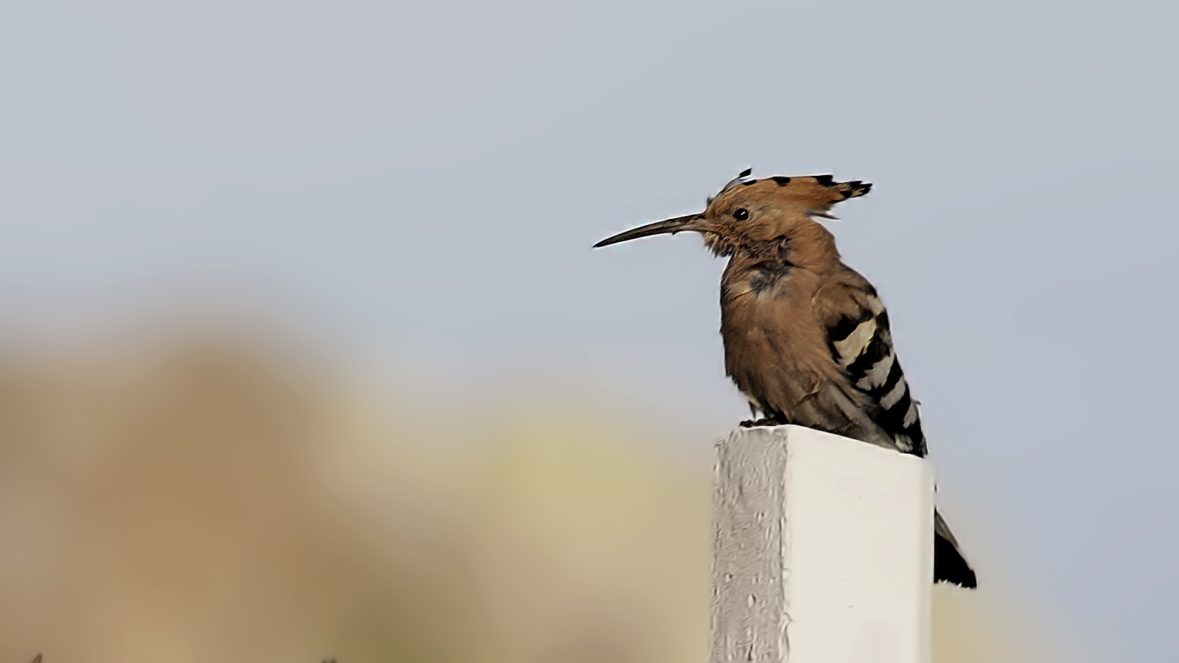 Eurasian Hoopoe