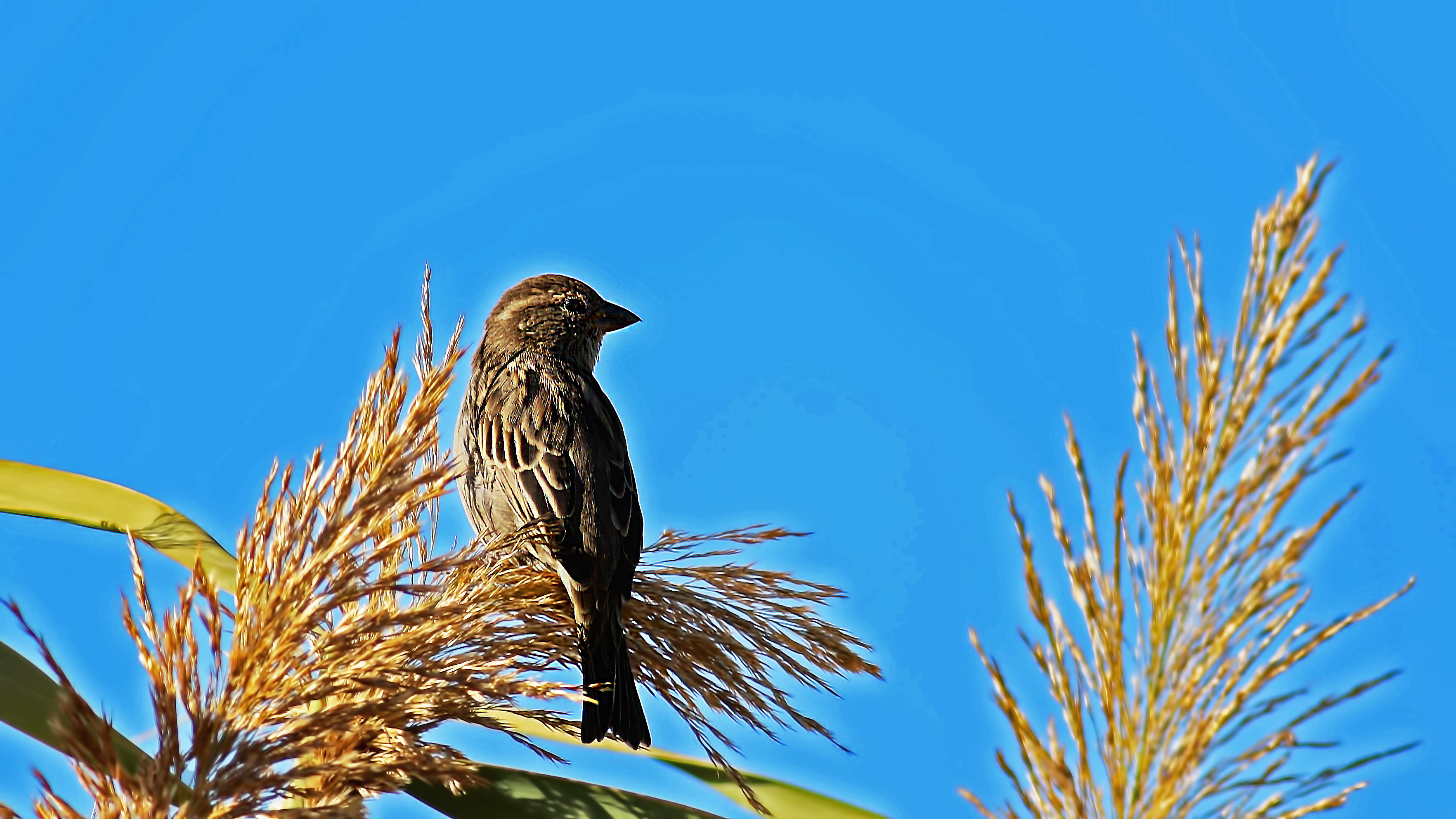 House Sparrow