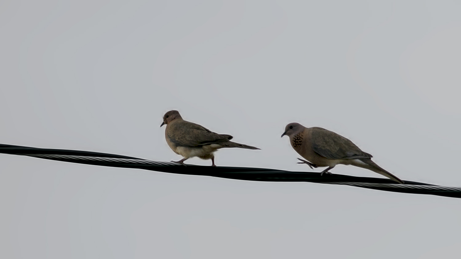Laughing Dove