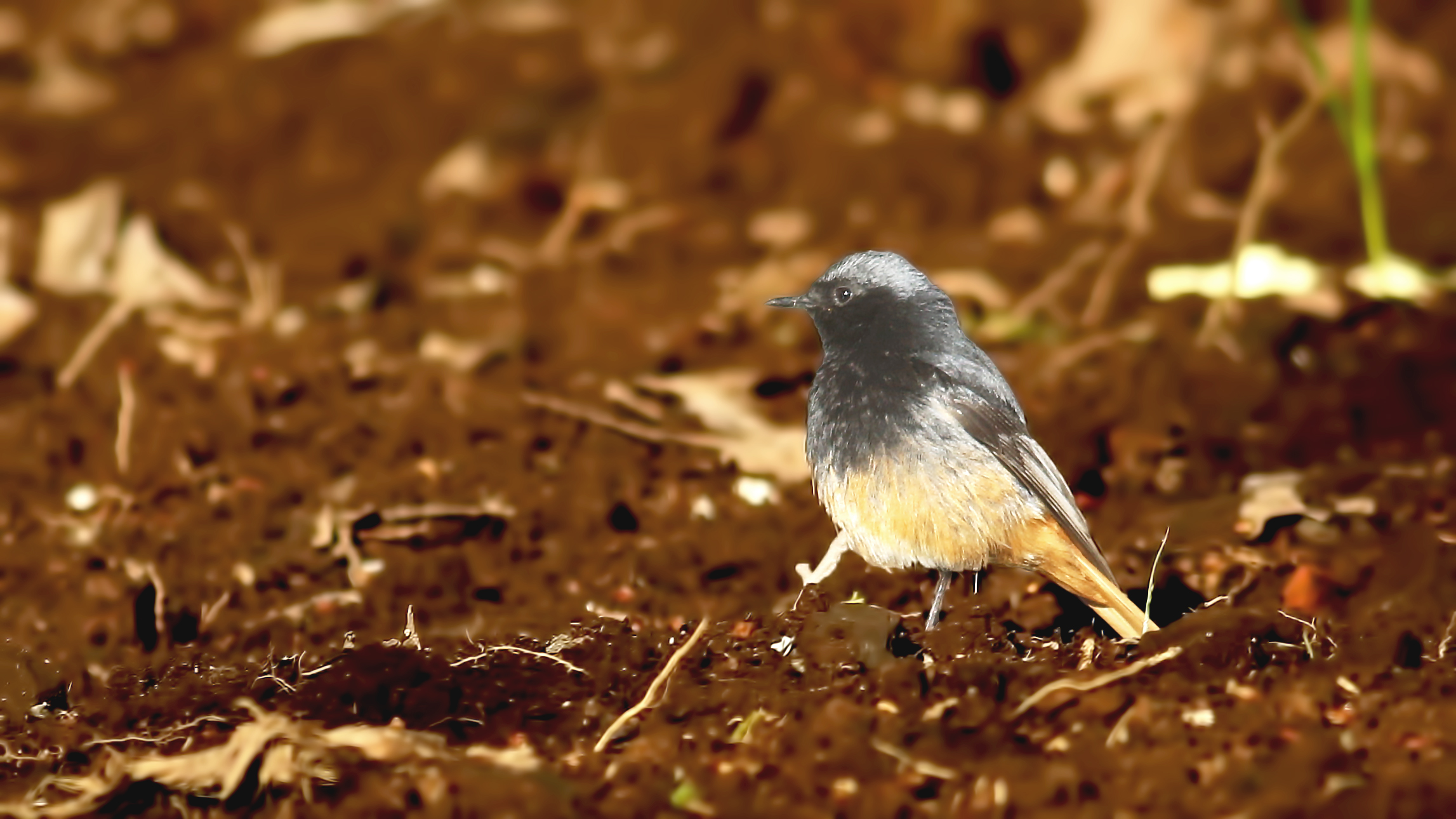 Black Redstart