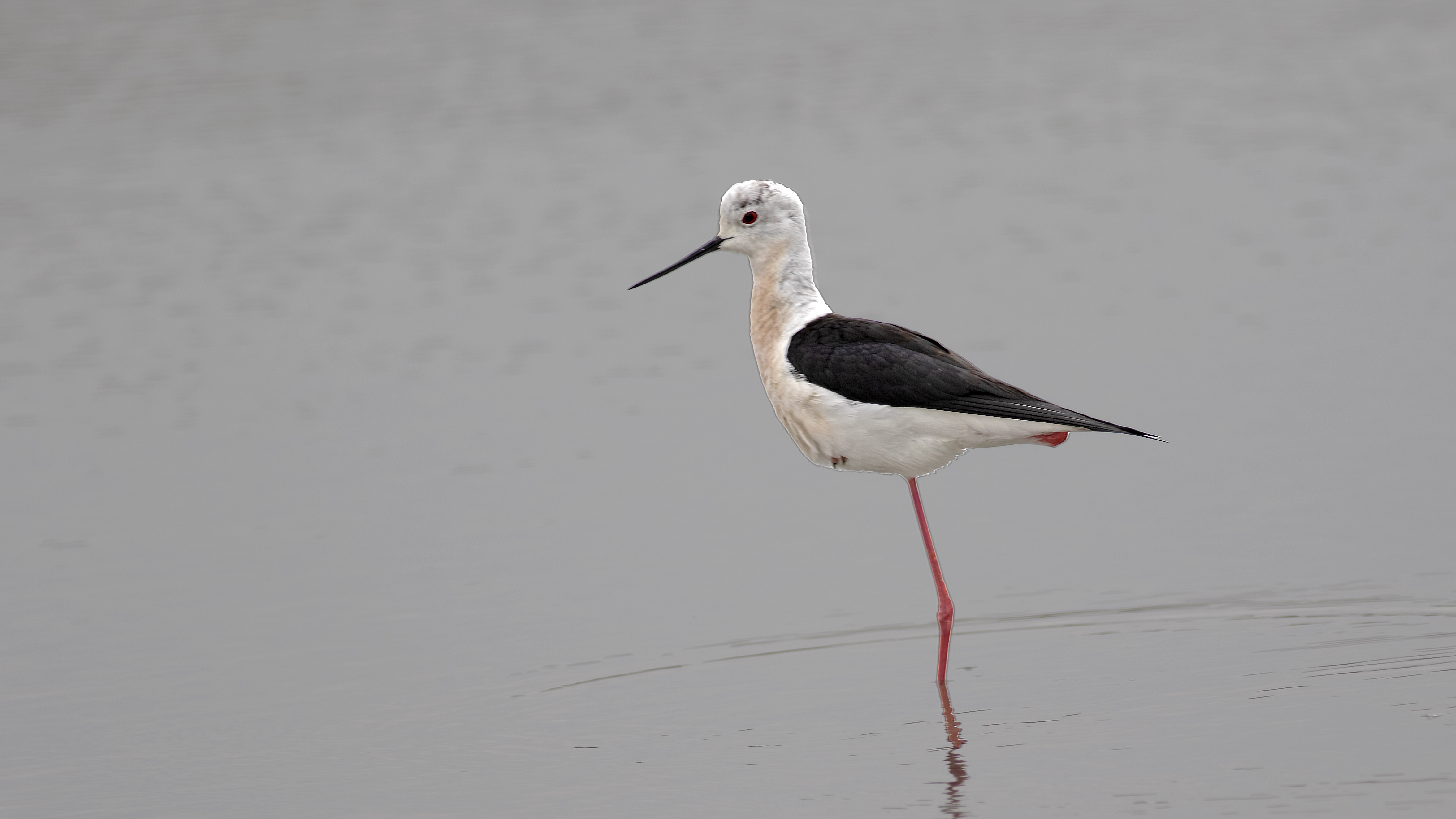 Black-winged Stilt