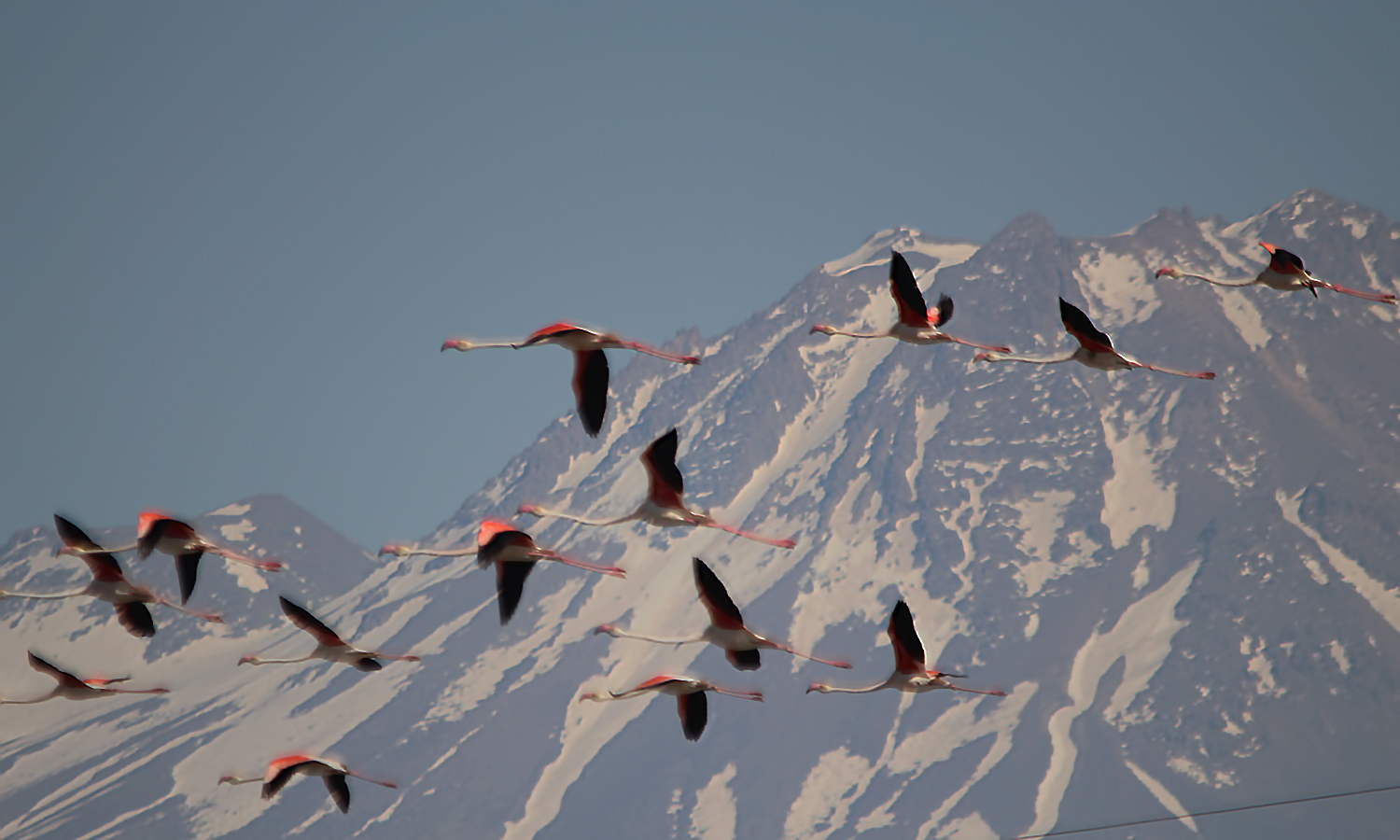 Greater Flamingo — Ana fotoğraf