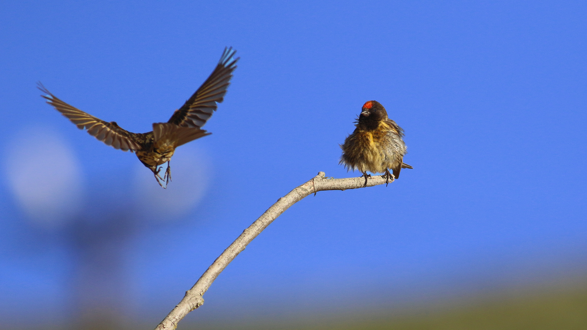 Fire-fronted Serin