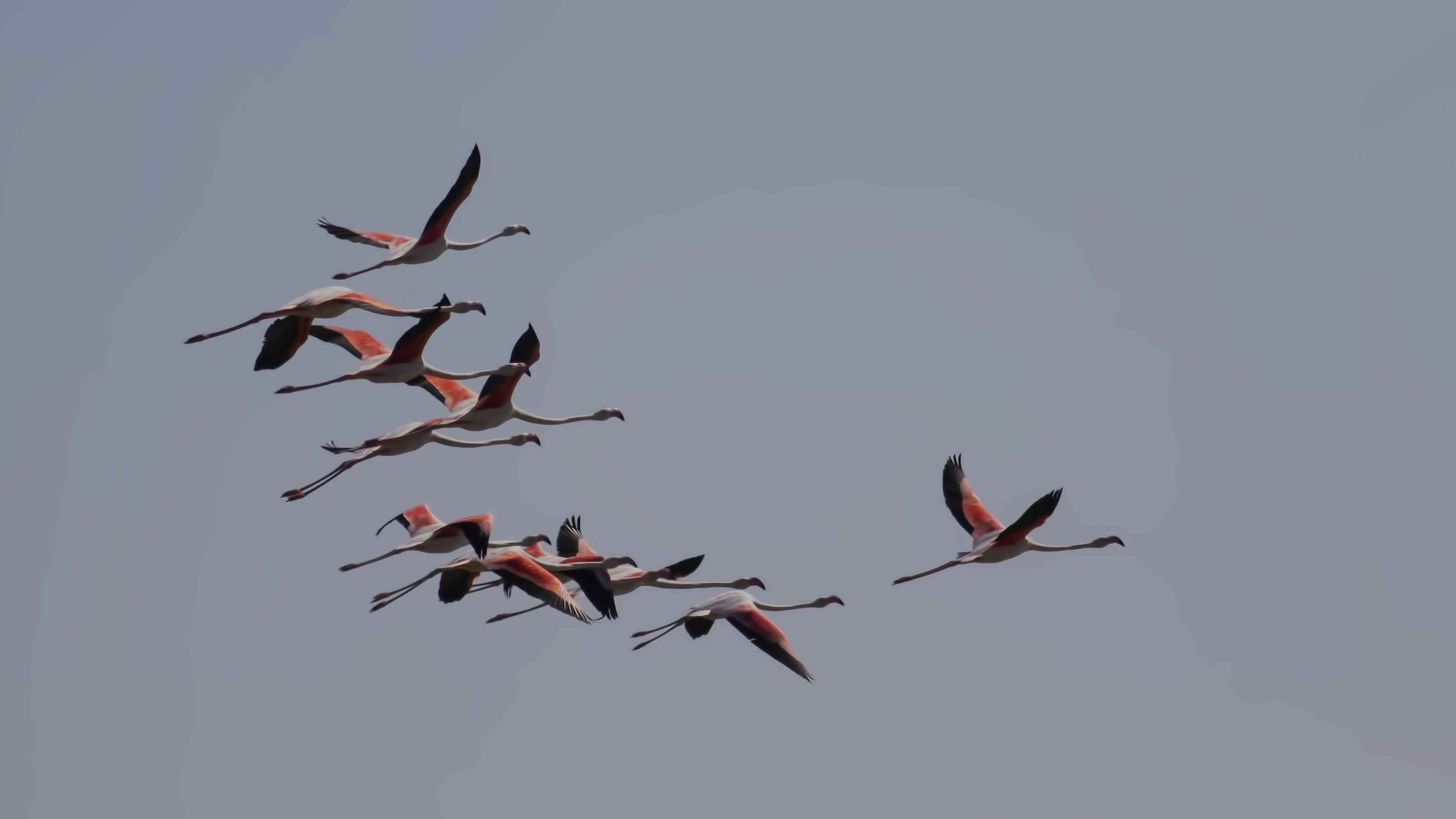 Flamingo