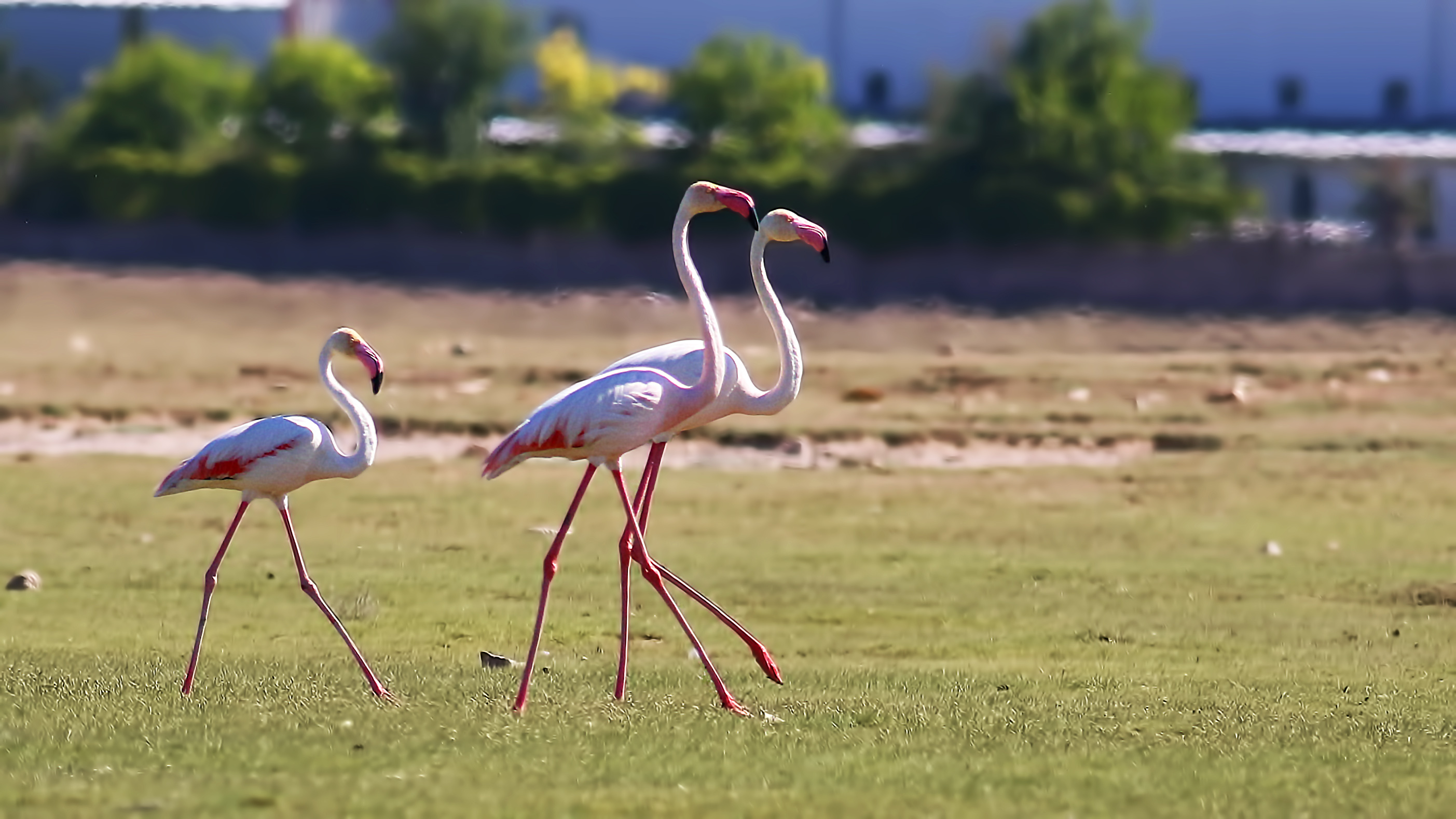 Greater Flamingo