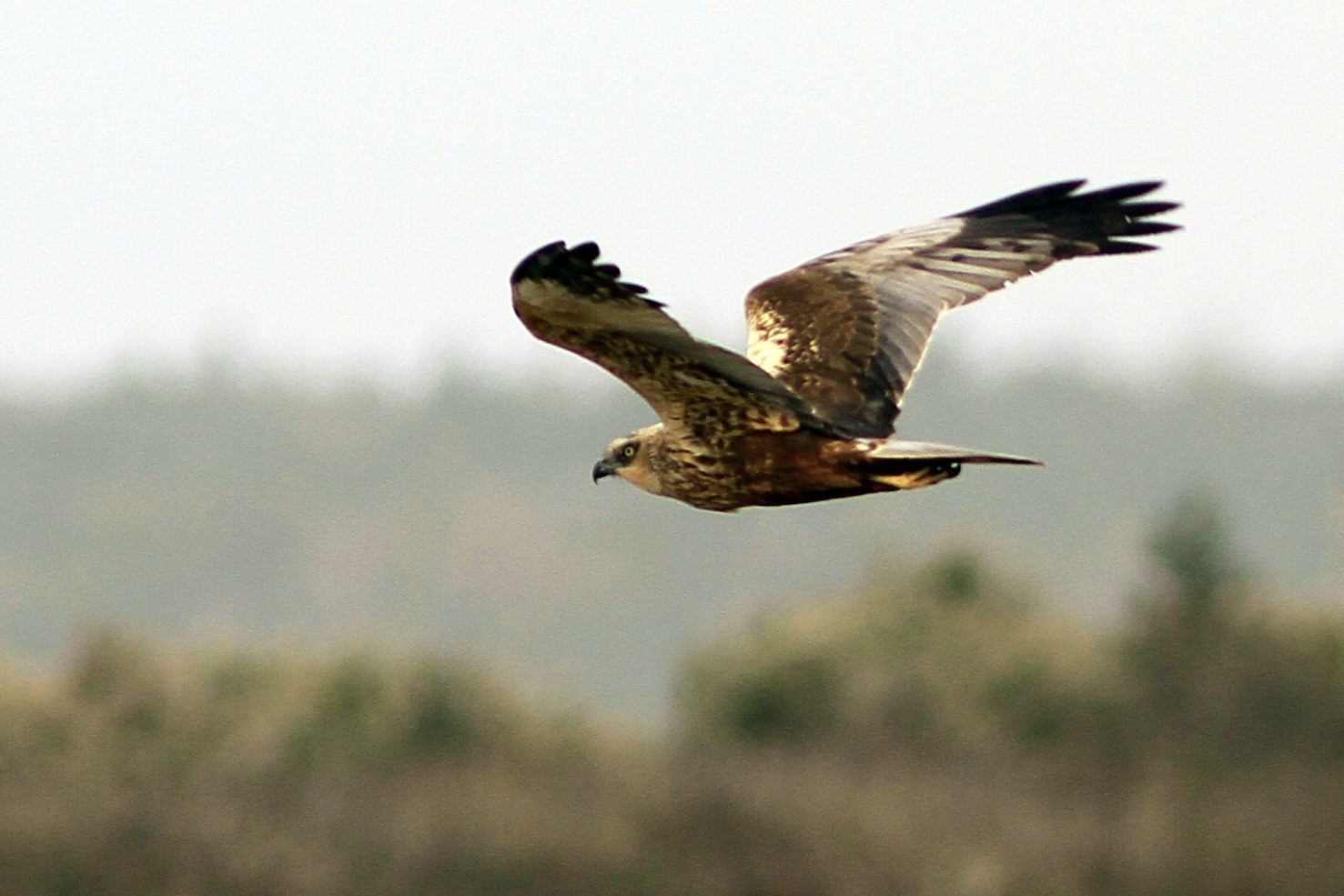 Western Marsh-harrier