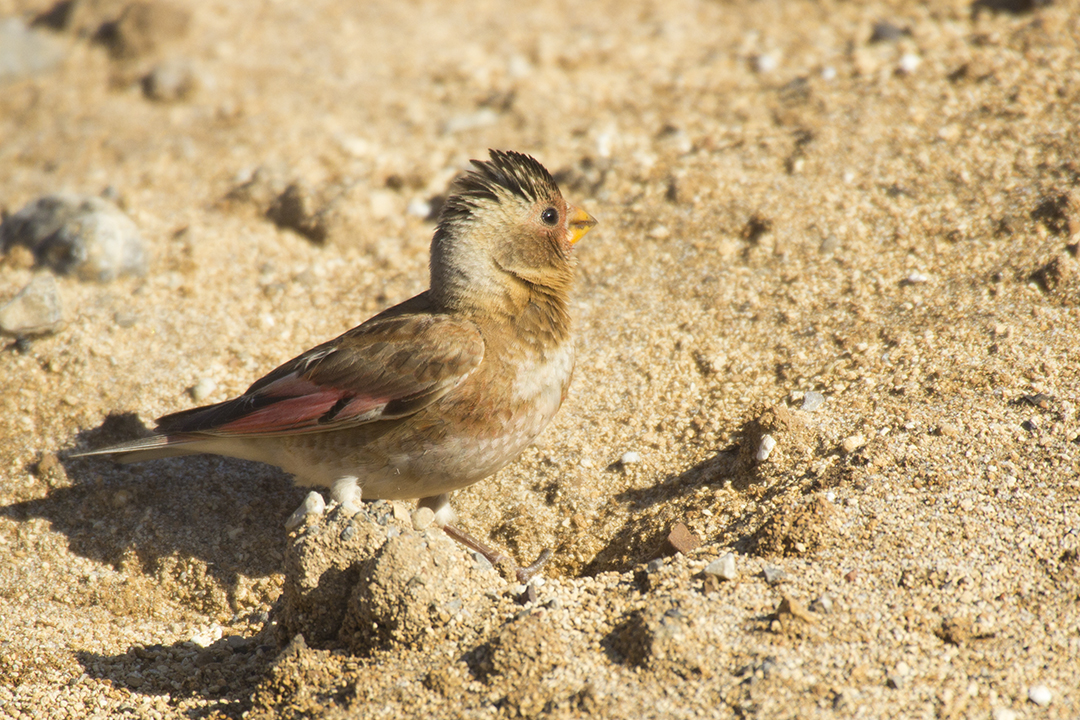 Crimson-winged Finch