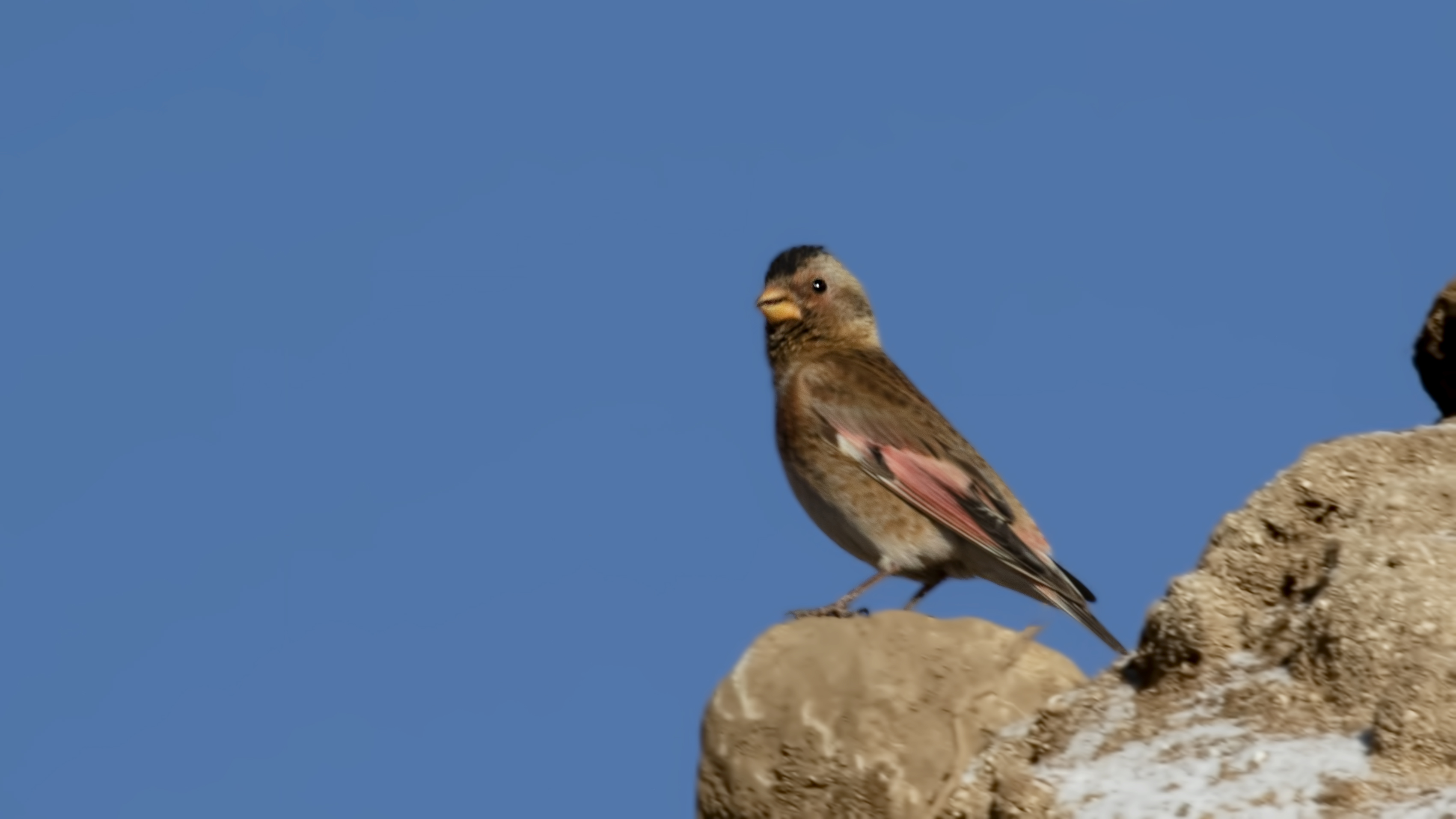 Crimson-winged Finch