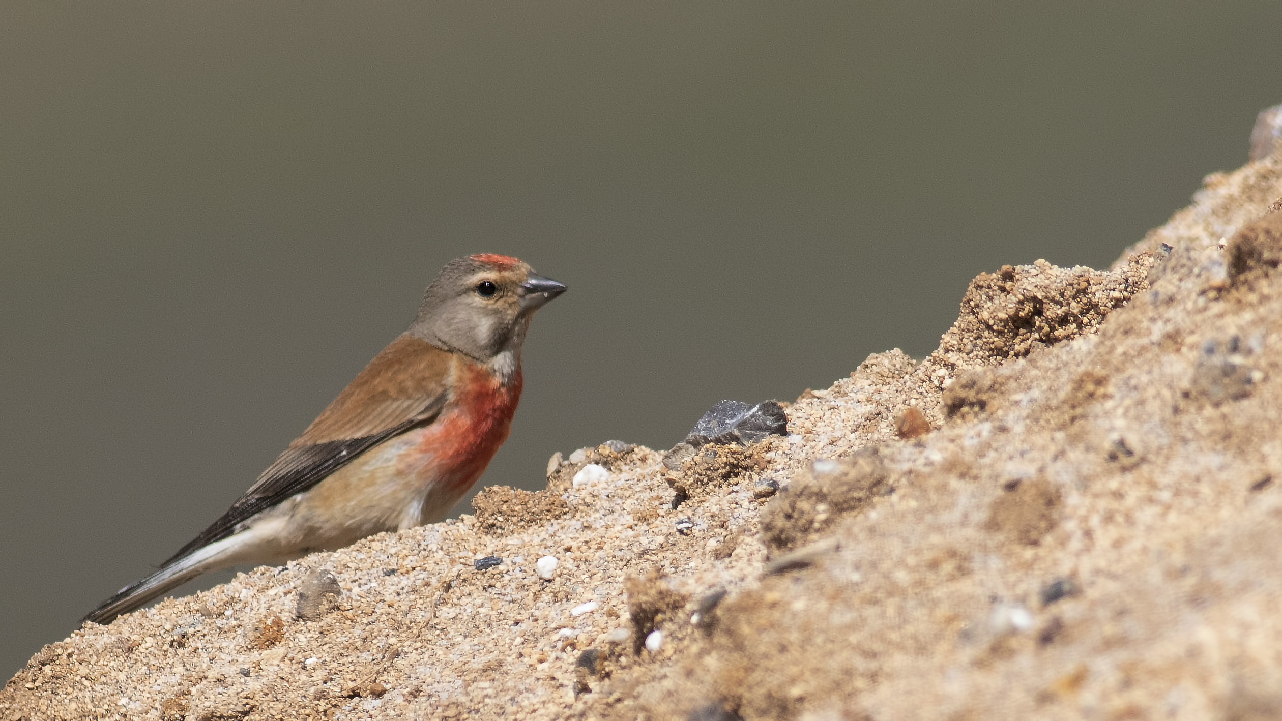 Eurasian Linnet