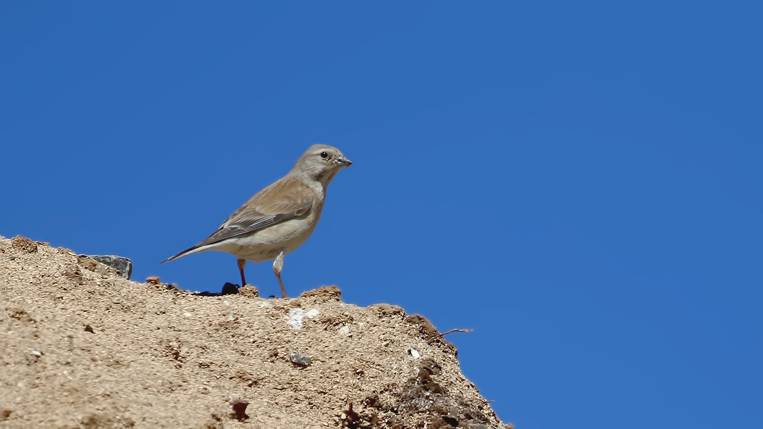 White-winged Snowfinch