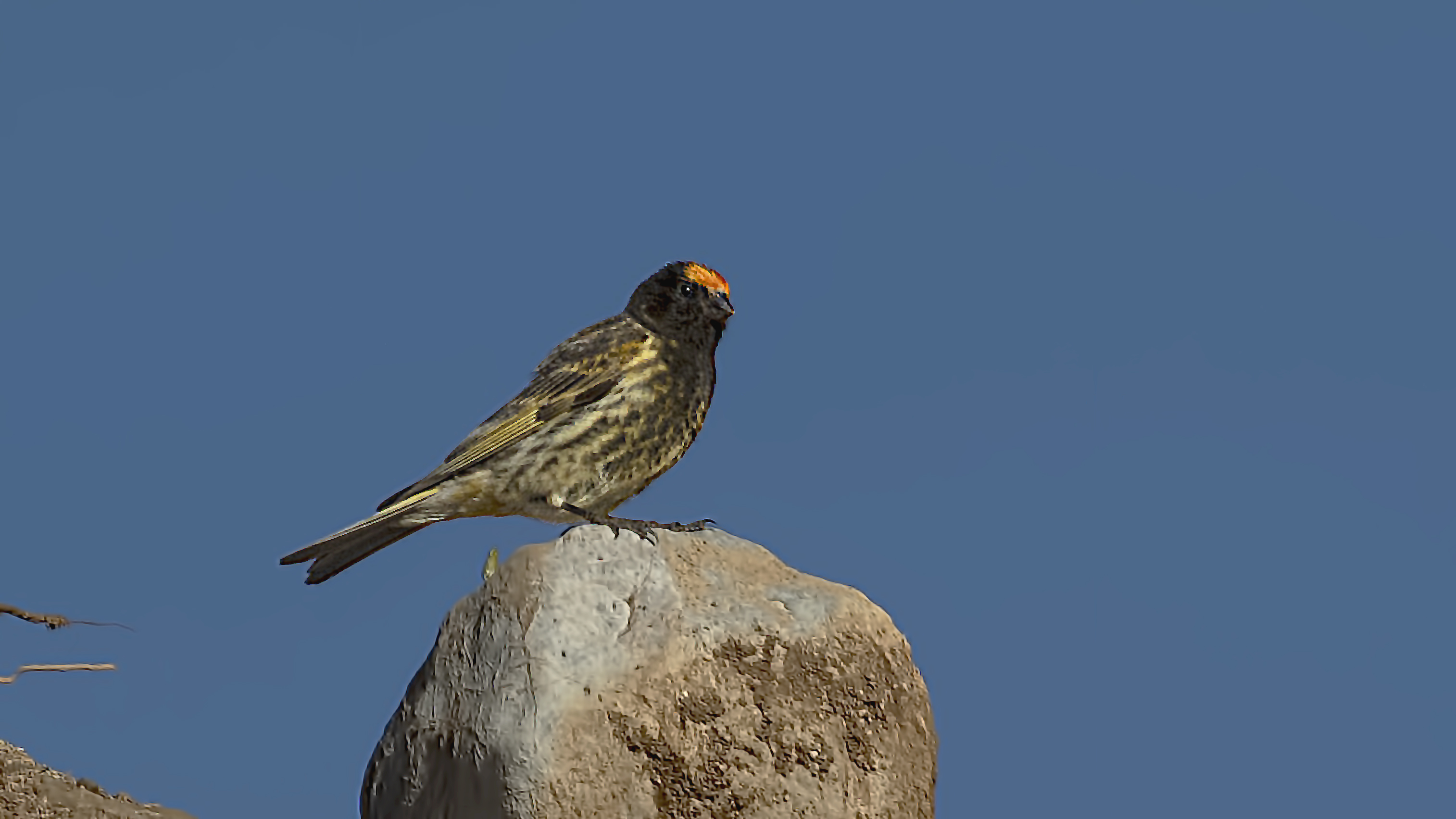 Fire-fronted Serin