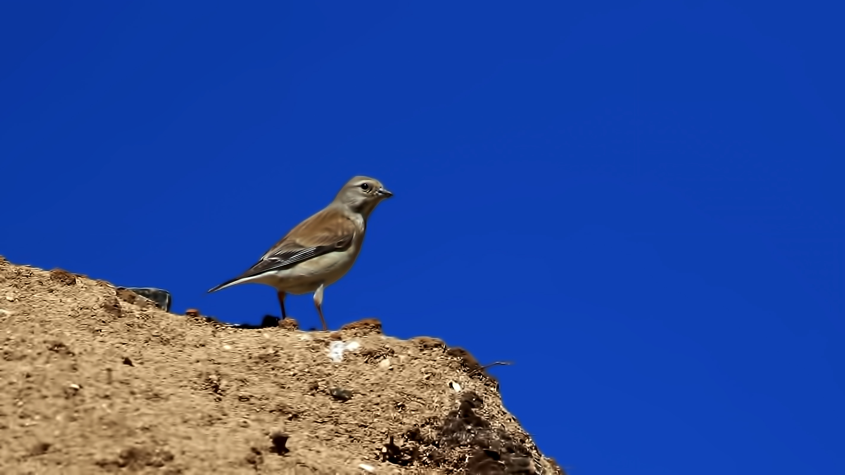 White-winged Snowfinch