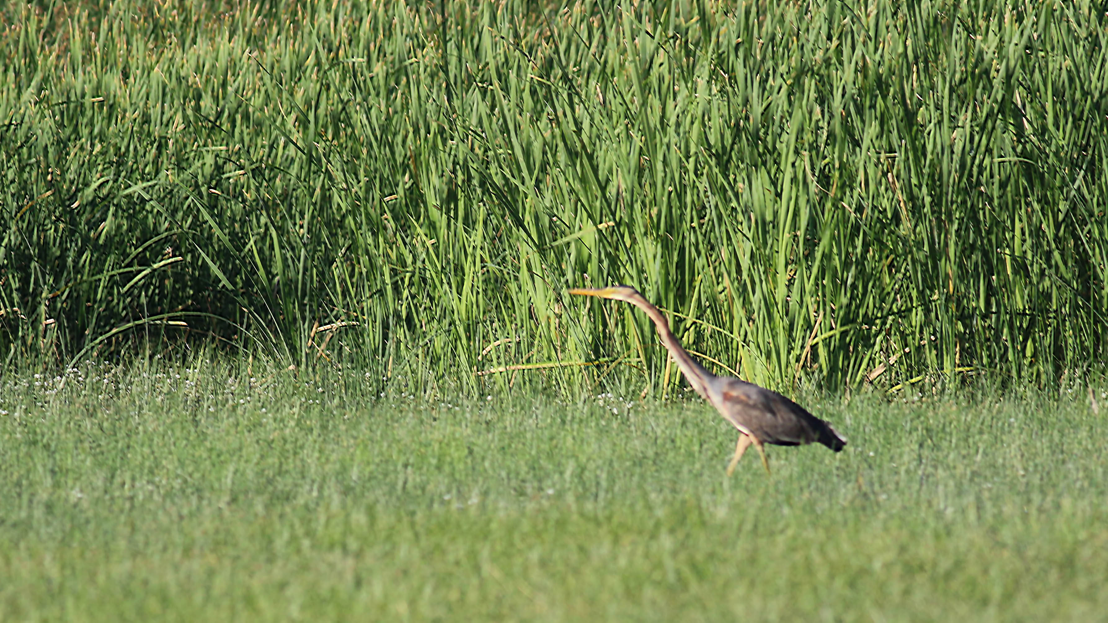 Purple Heron