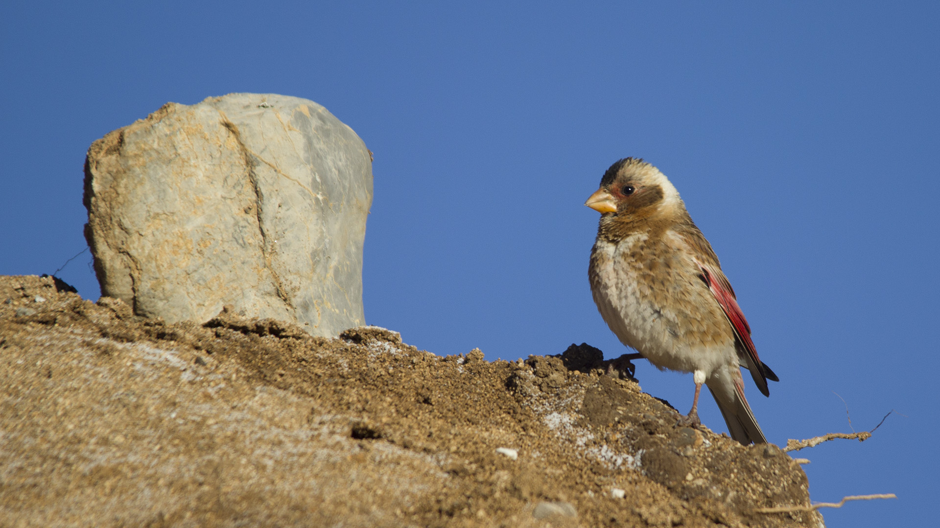 Crimson-winged Finch