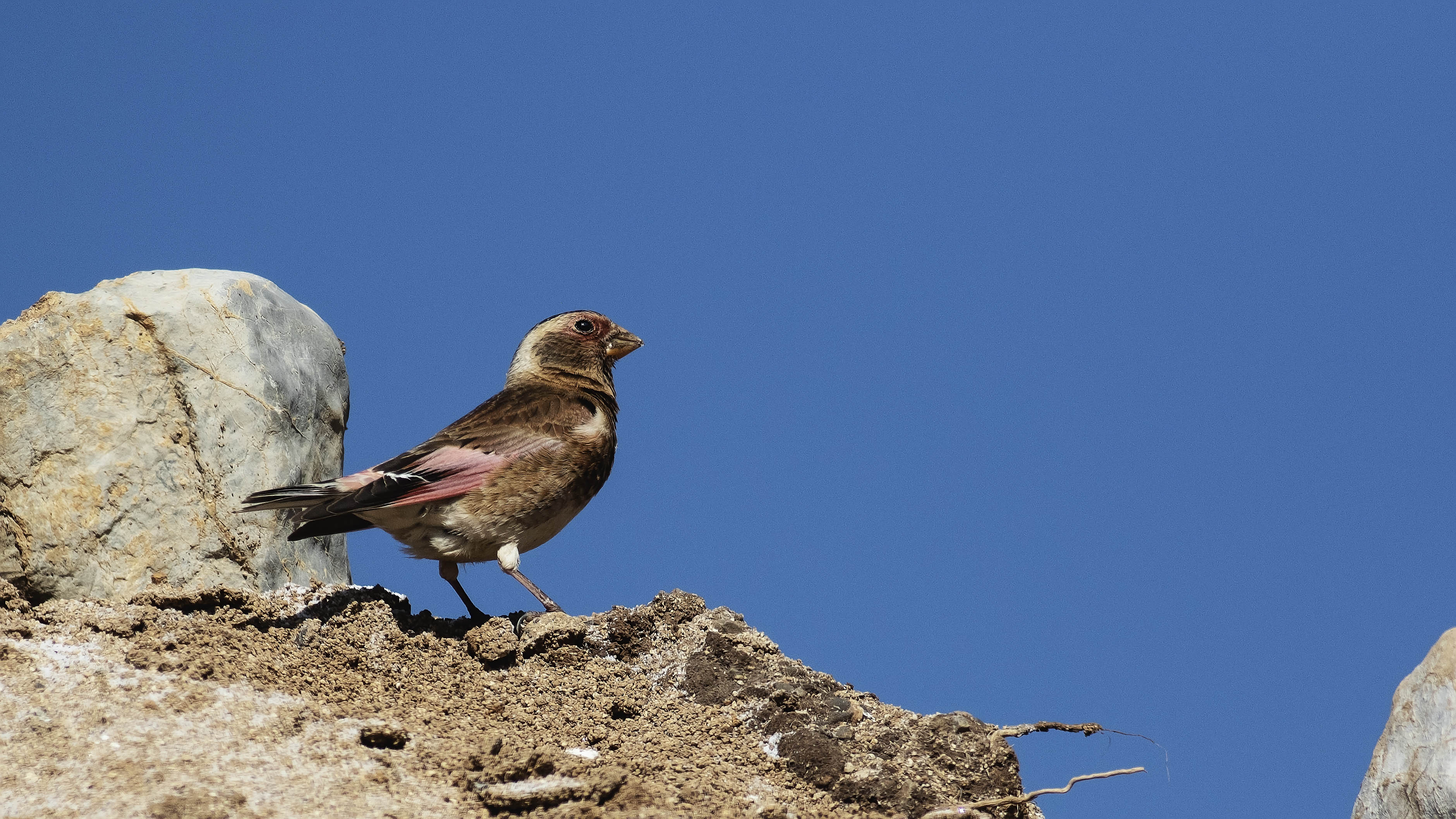 Crimson-winged Finch