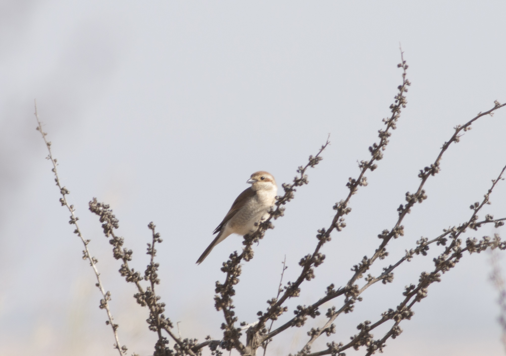 Red-backed Shrike