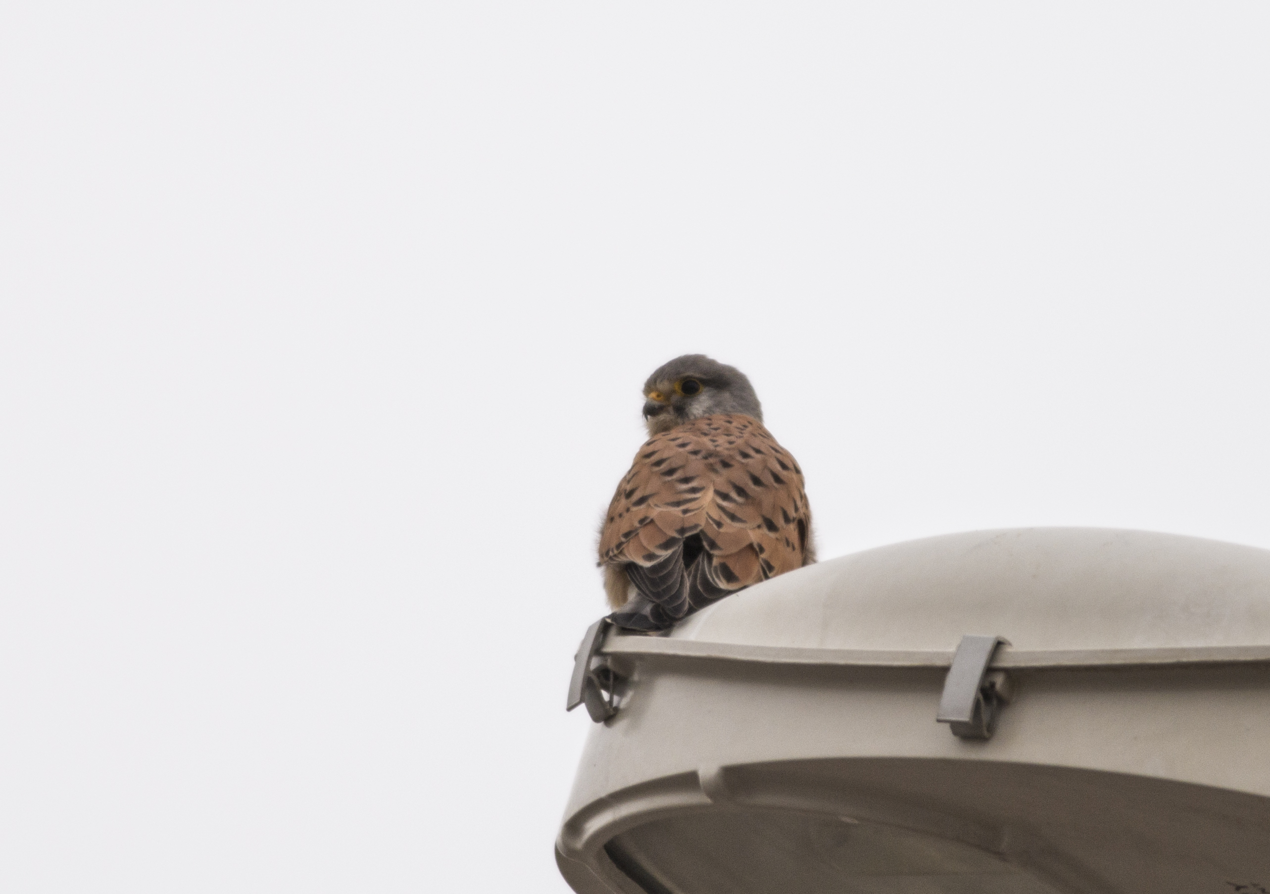 Eurasian Kestrel