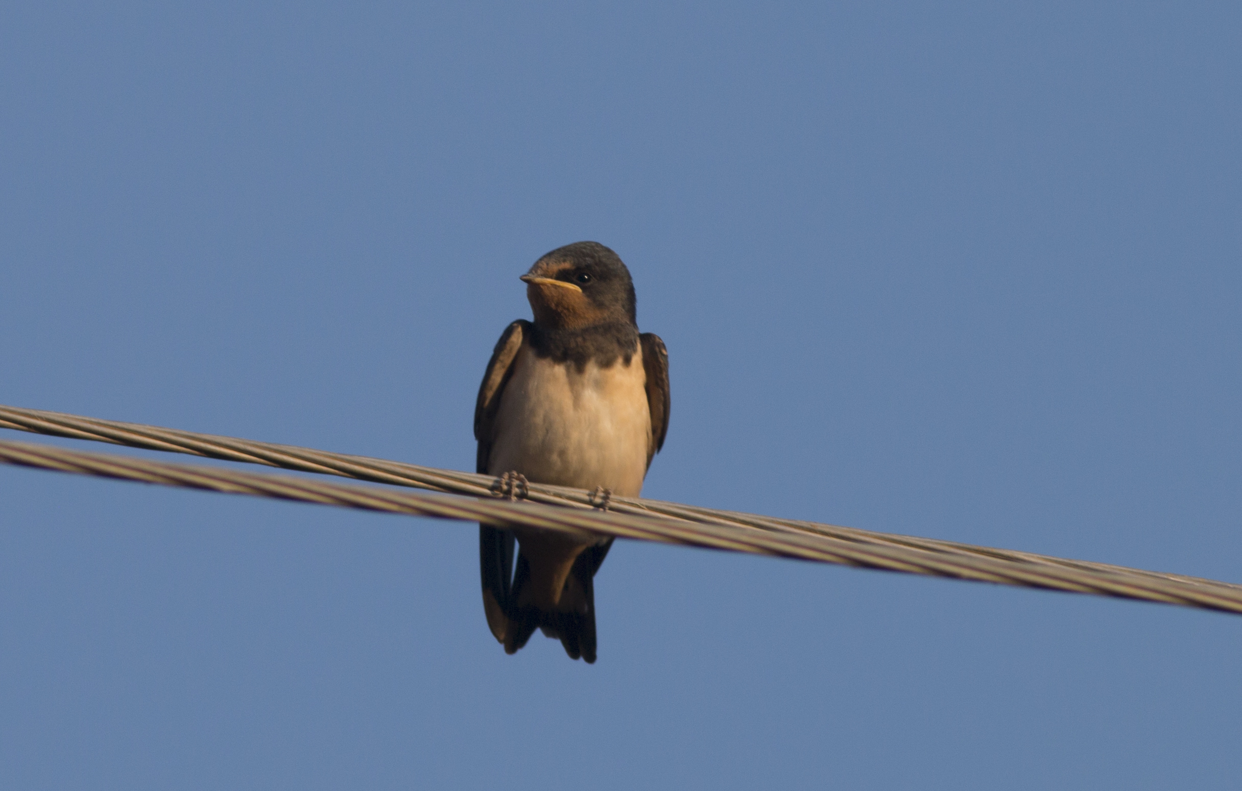 Barn Swallow