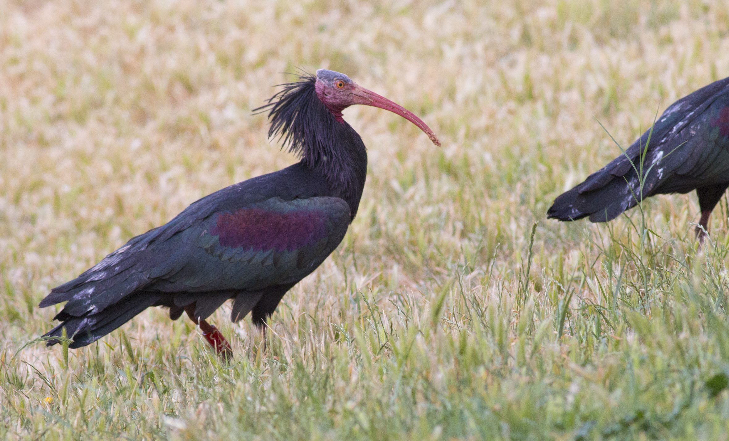 Northern Bald Ibis