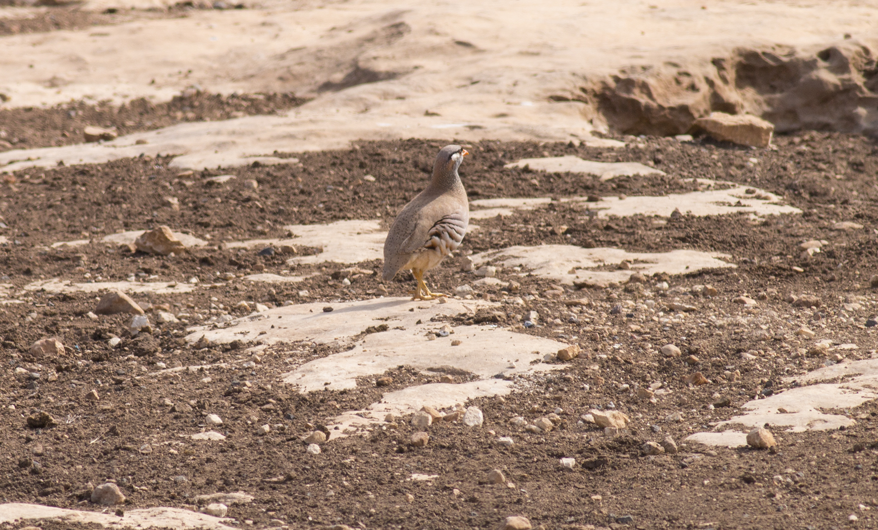 See-see Partridge