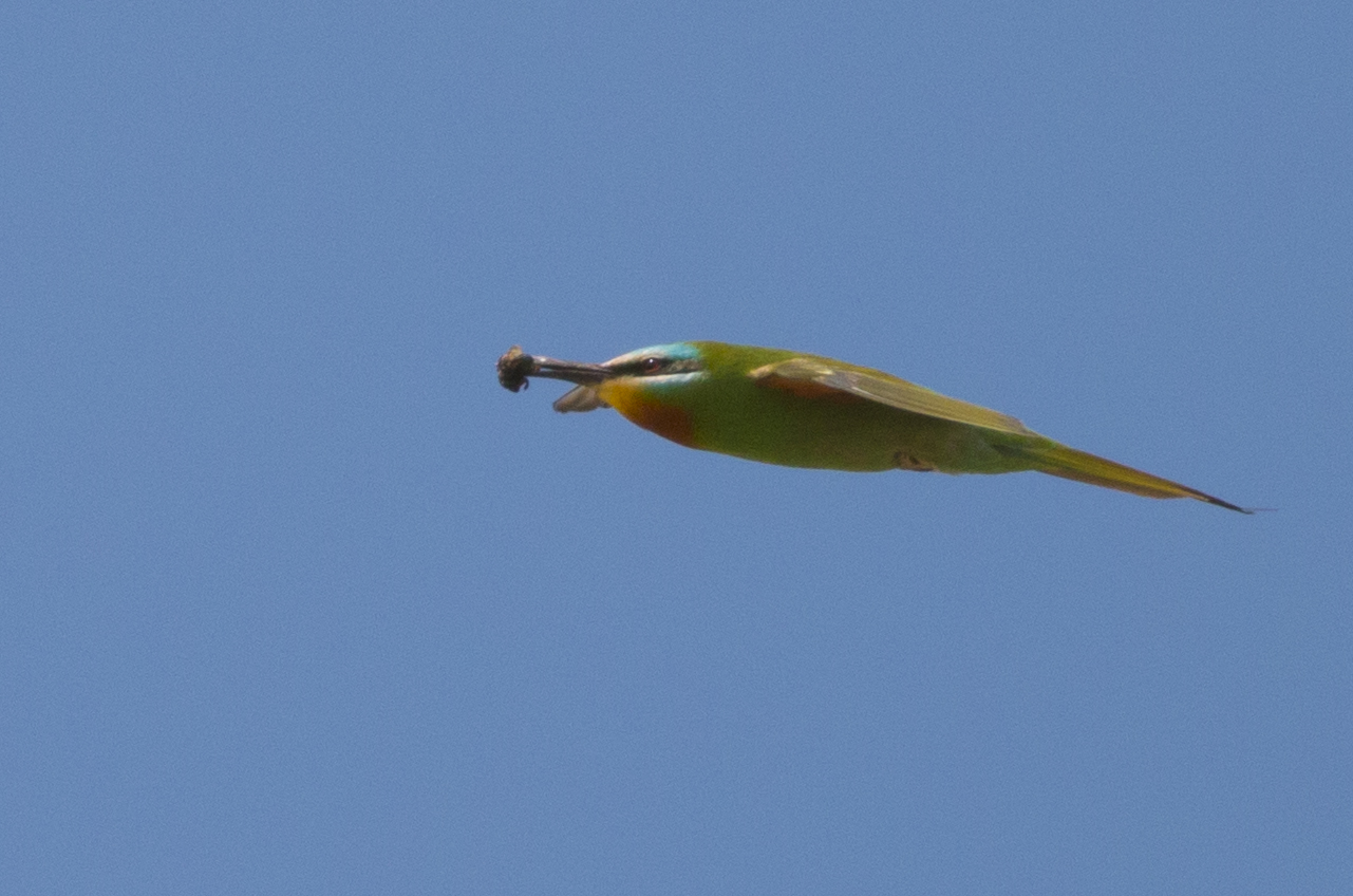 Blue-cheeked Bee-eater