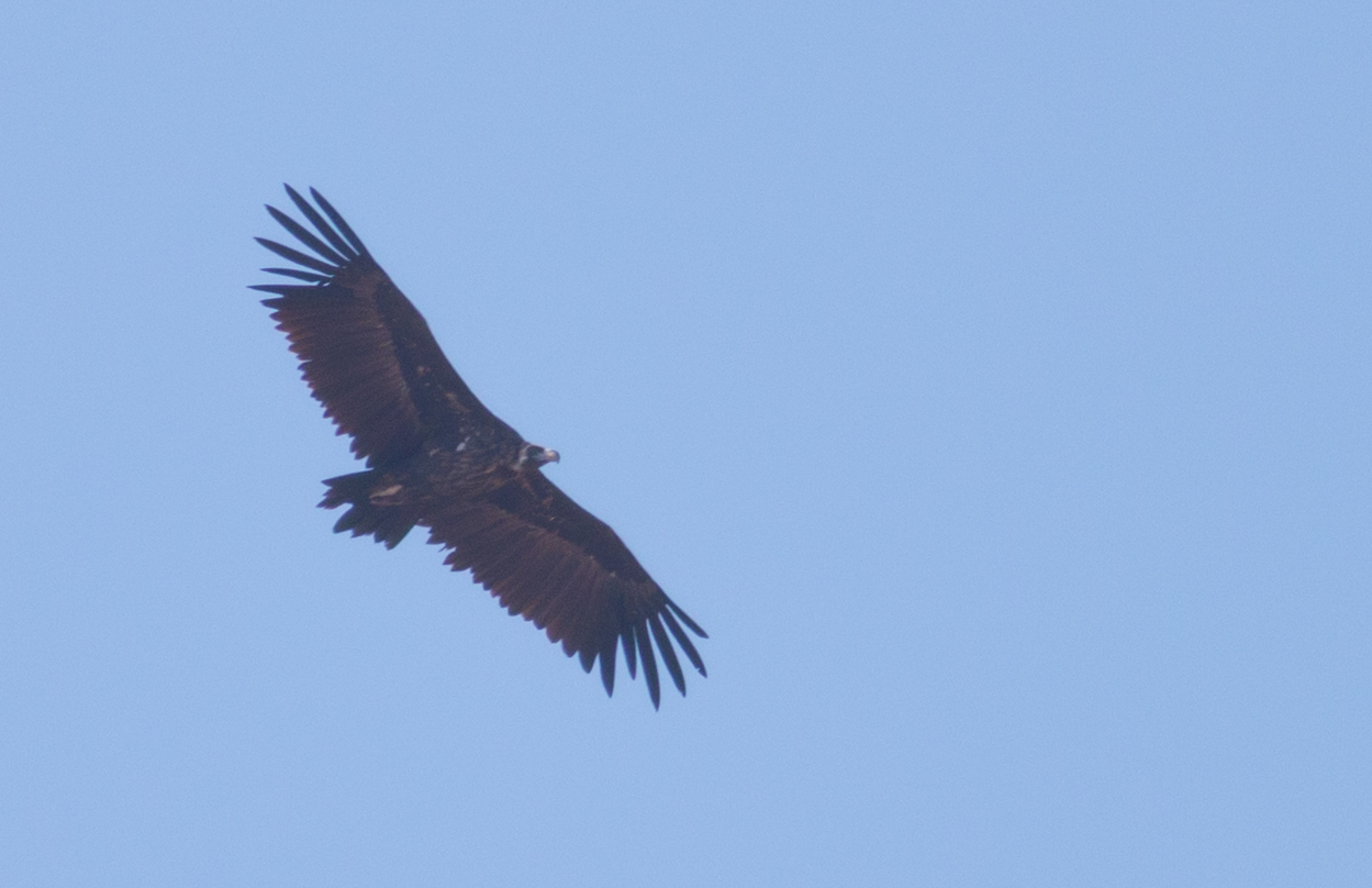 Cinereous Vulture