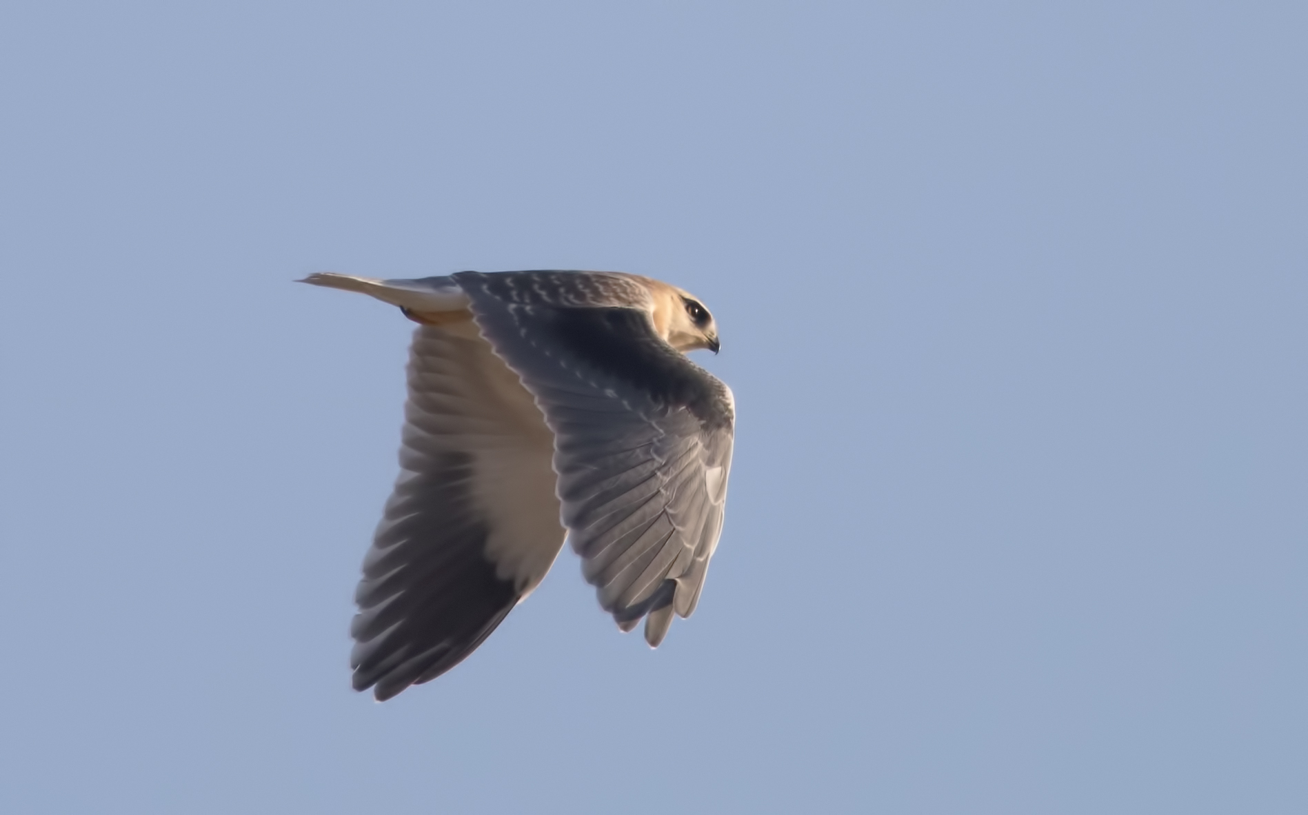 Black-winged Kite