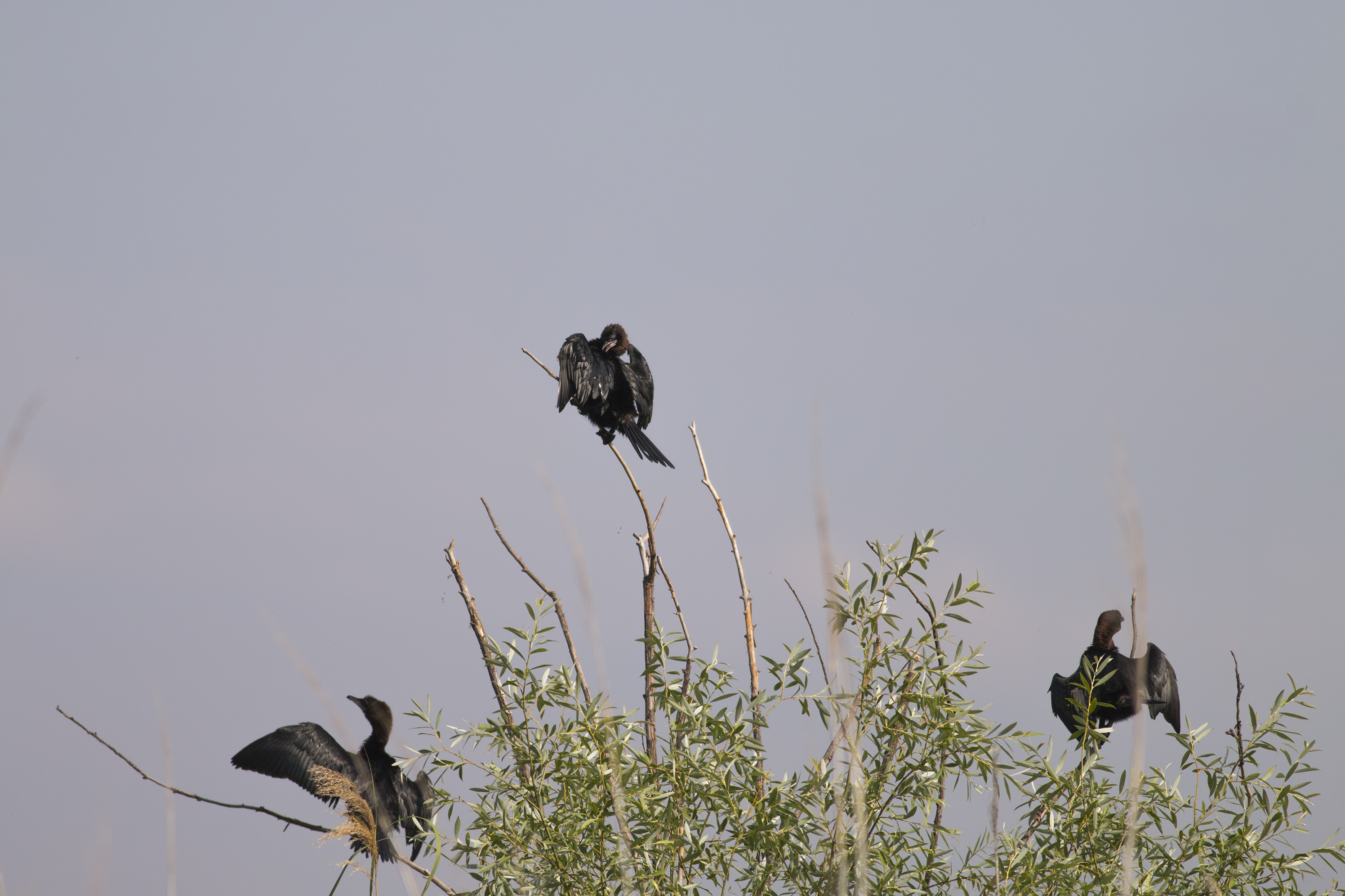 Great Cormorant — Ana fotoğraf