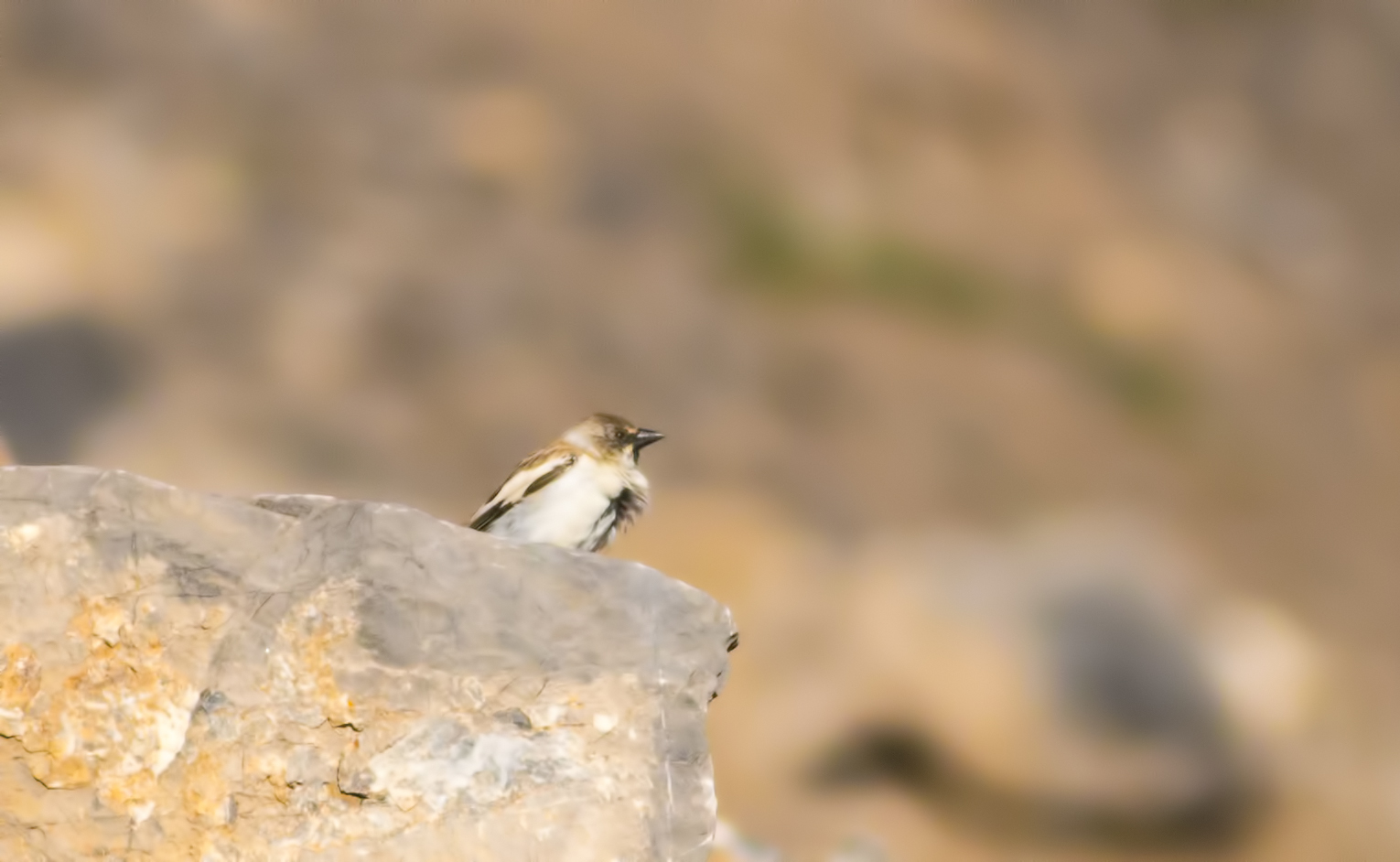 White-winged Snowfinch
