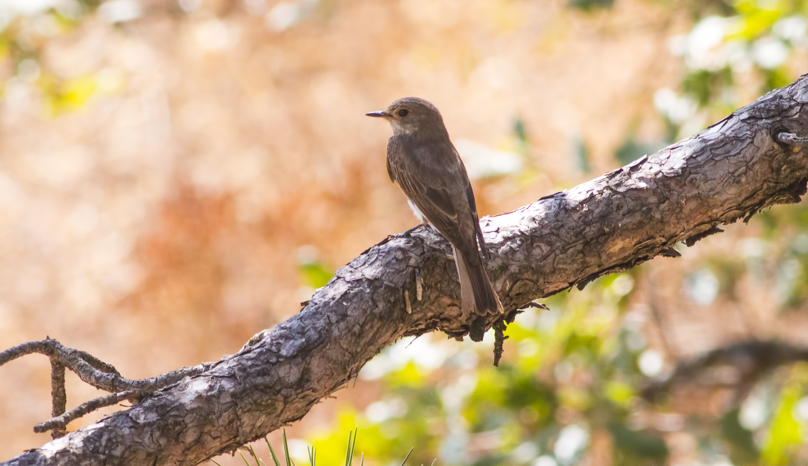 Spotted Flycatcher