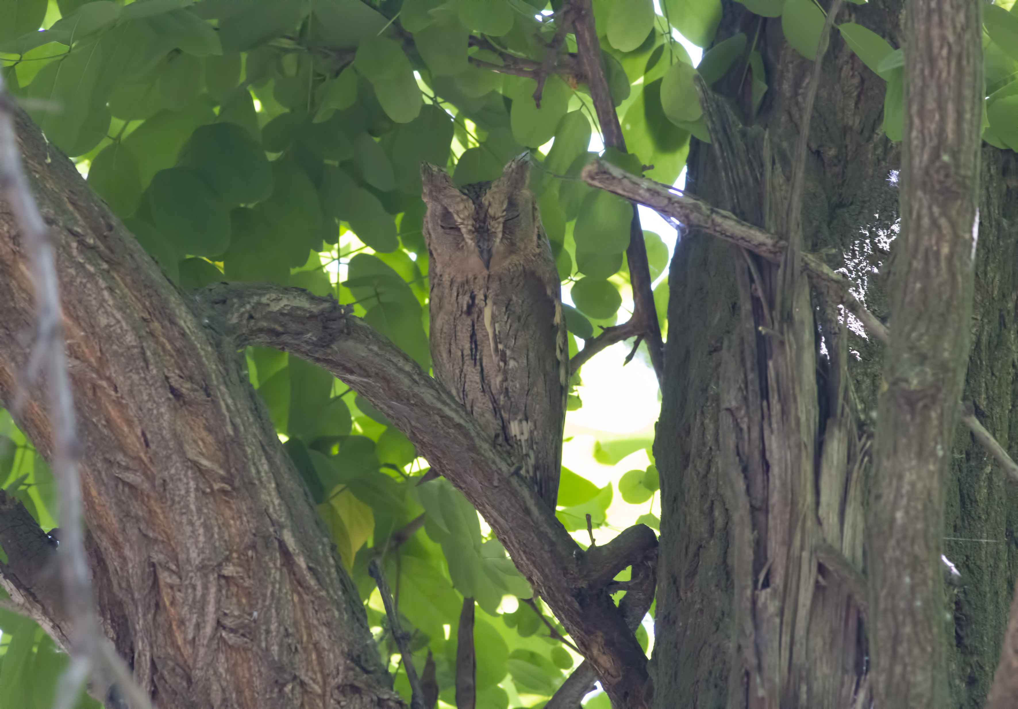 Pallid Scops-Owl
