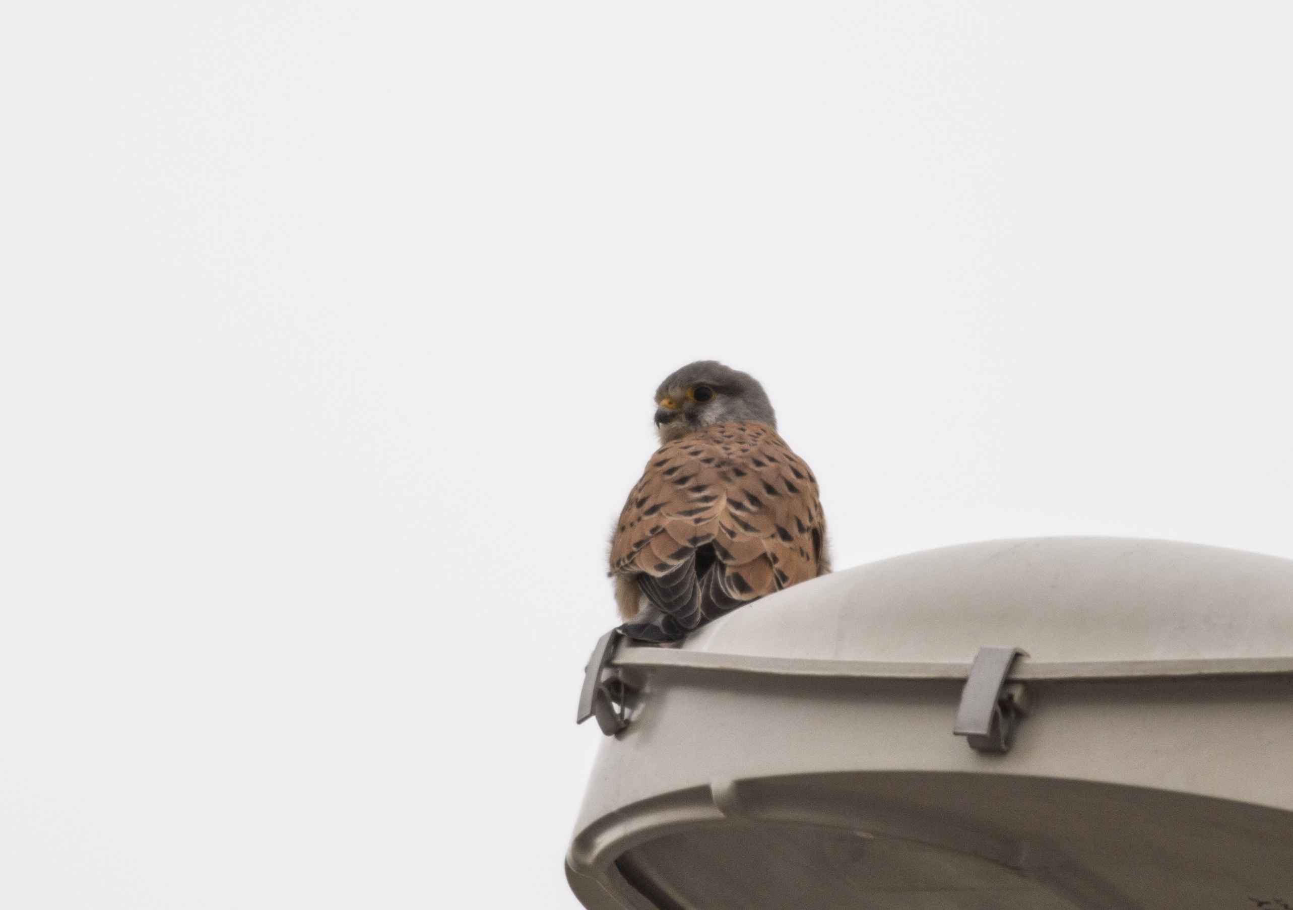 Eurasian Kestrel