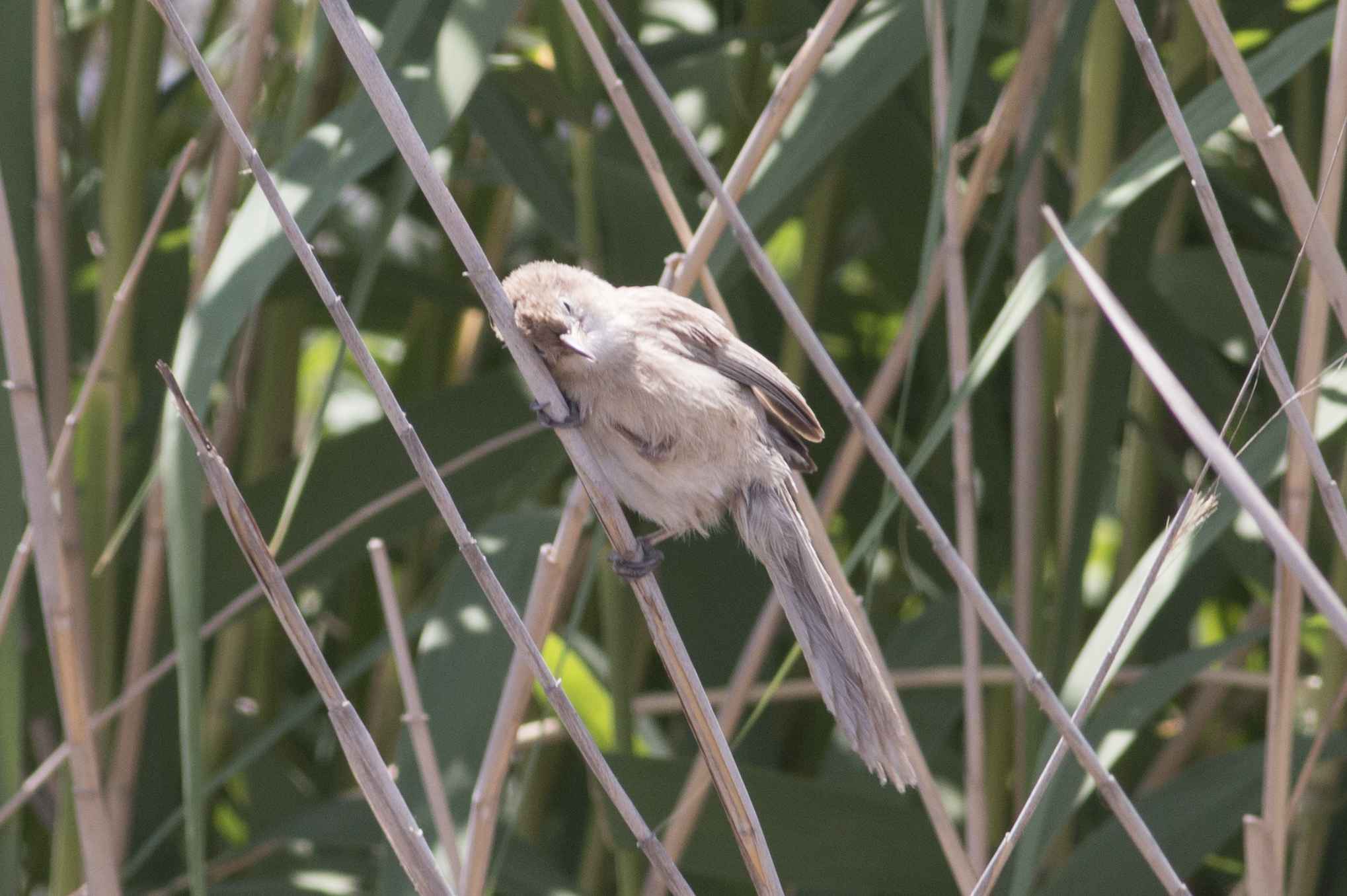 Iraq Babbler