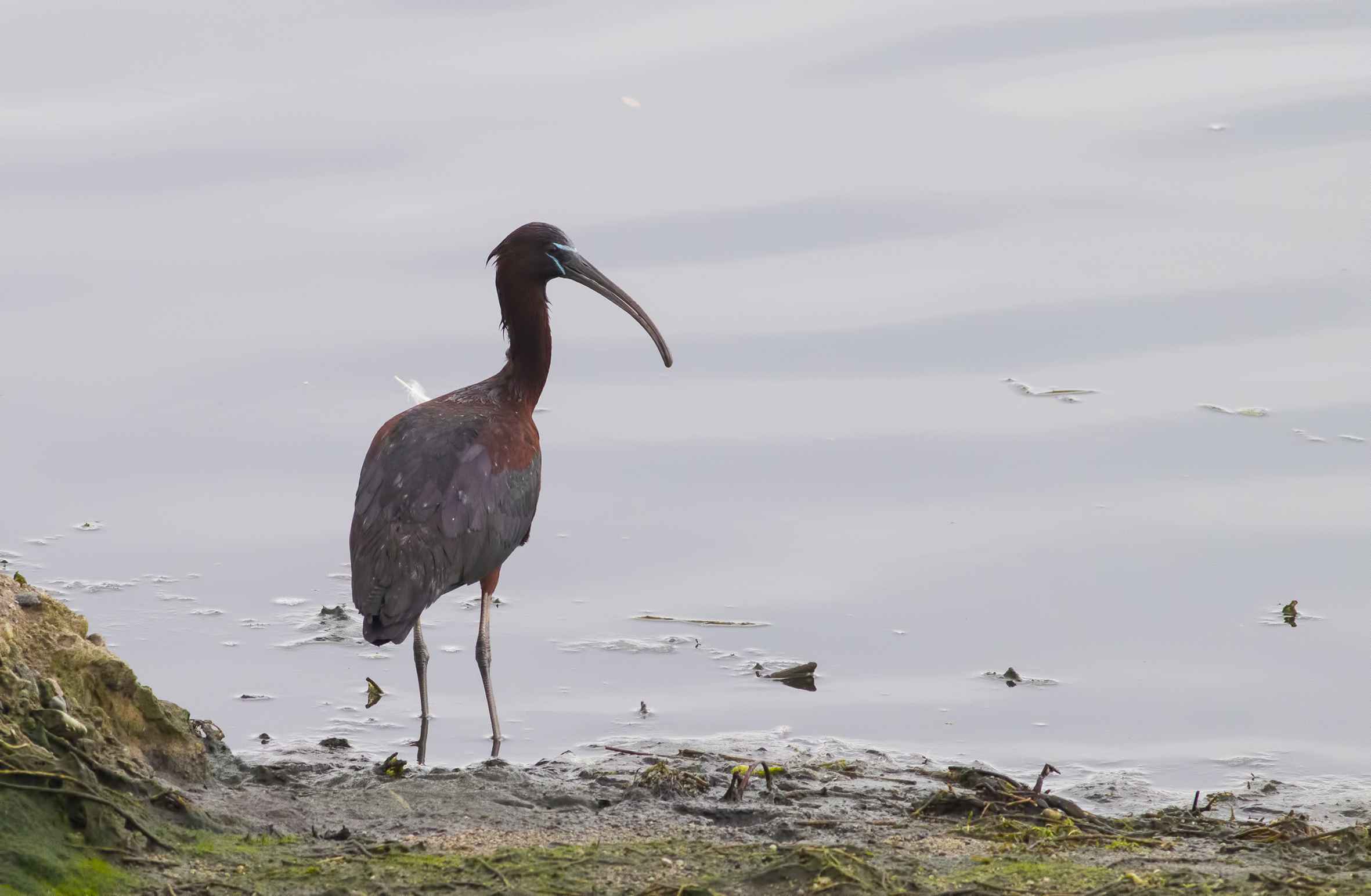 Glossy Ibis