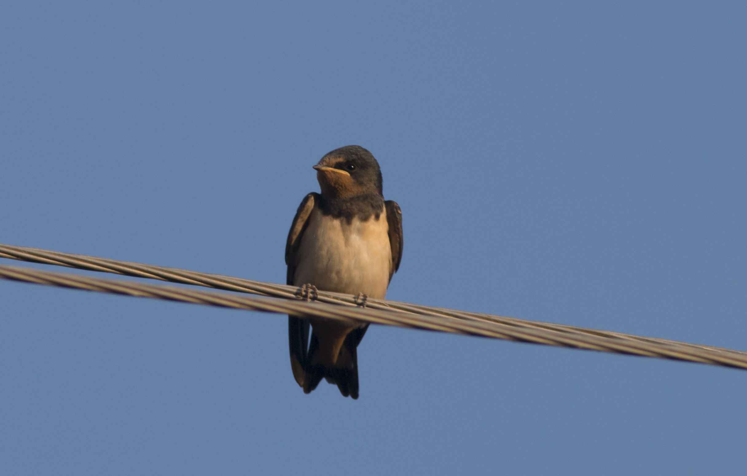 Barn Swallow