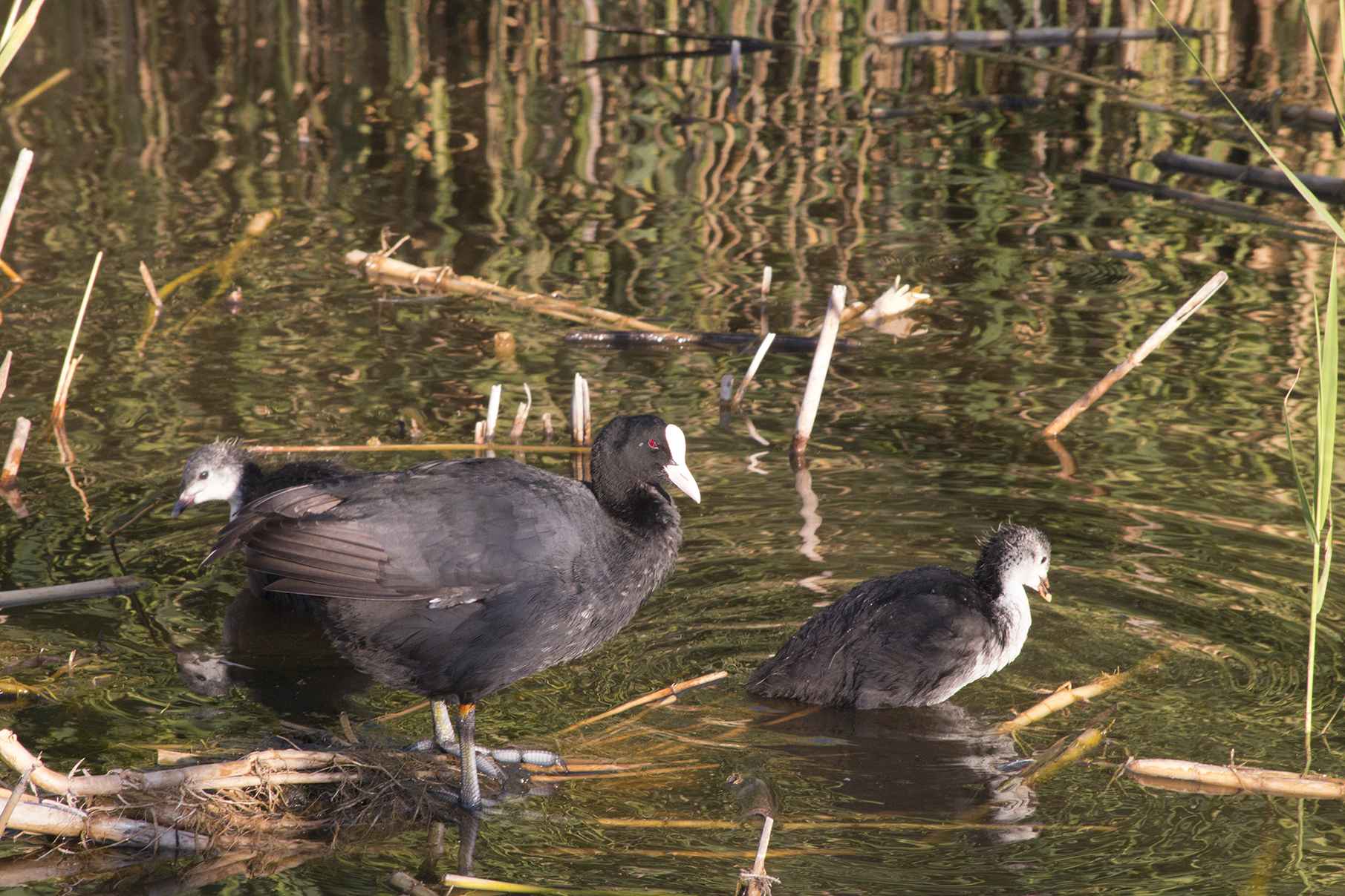 Eurasian Coot