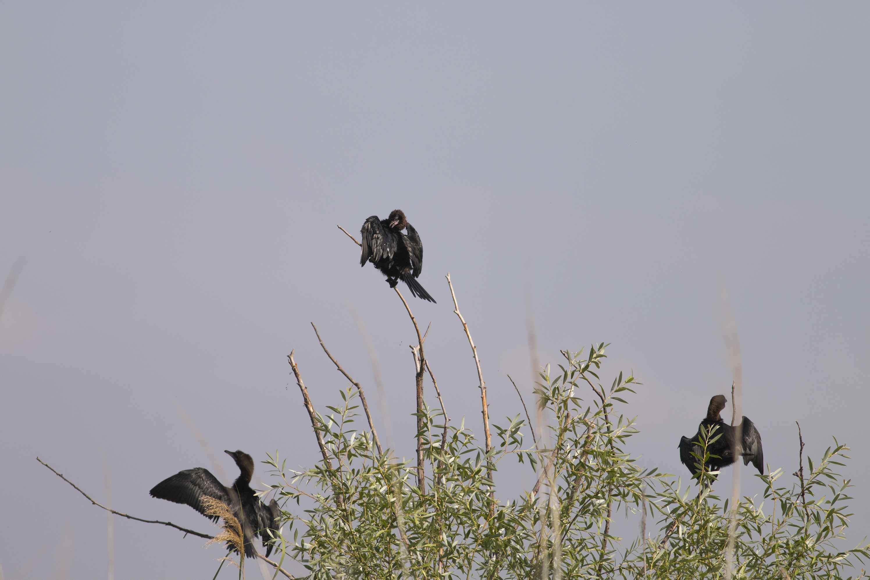 Great Cormorant