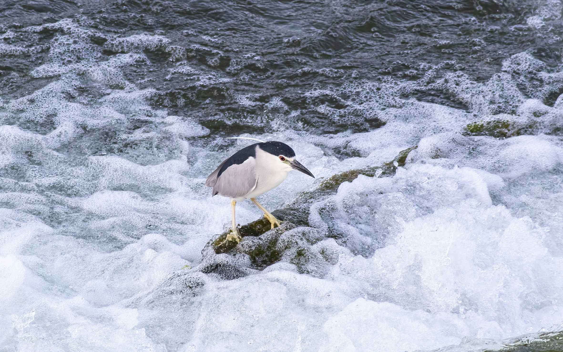 Black-crowned Night-Heron