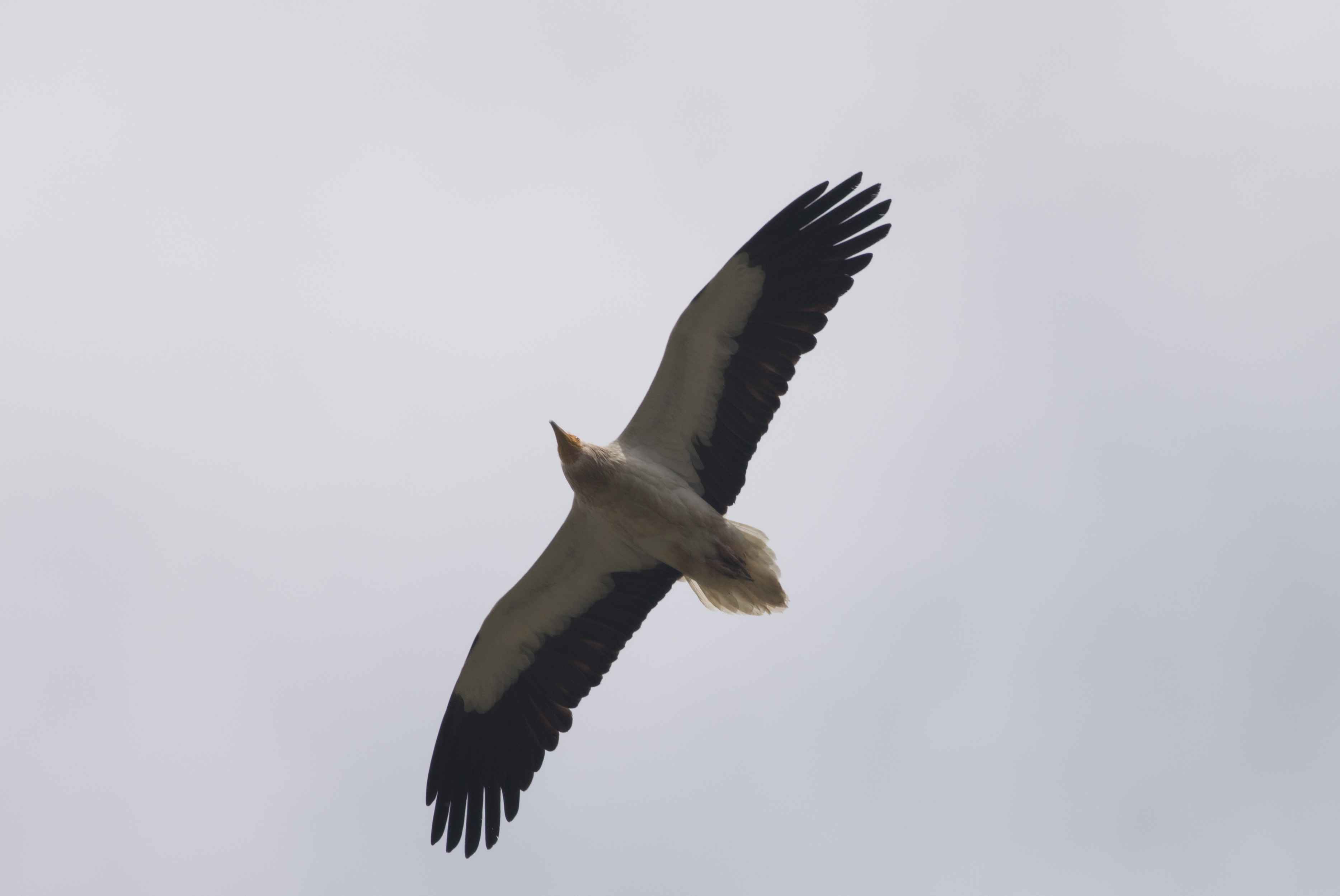 Egyptian Vulture
