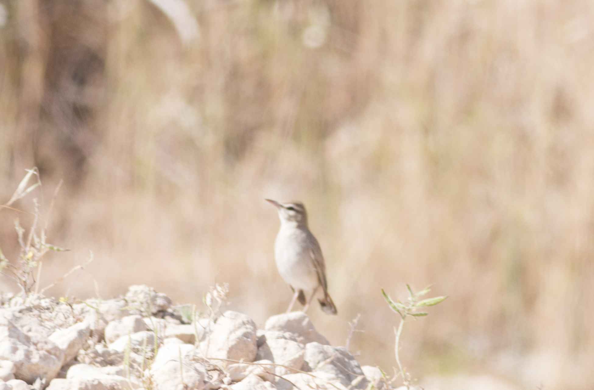 Northern Wheatear