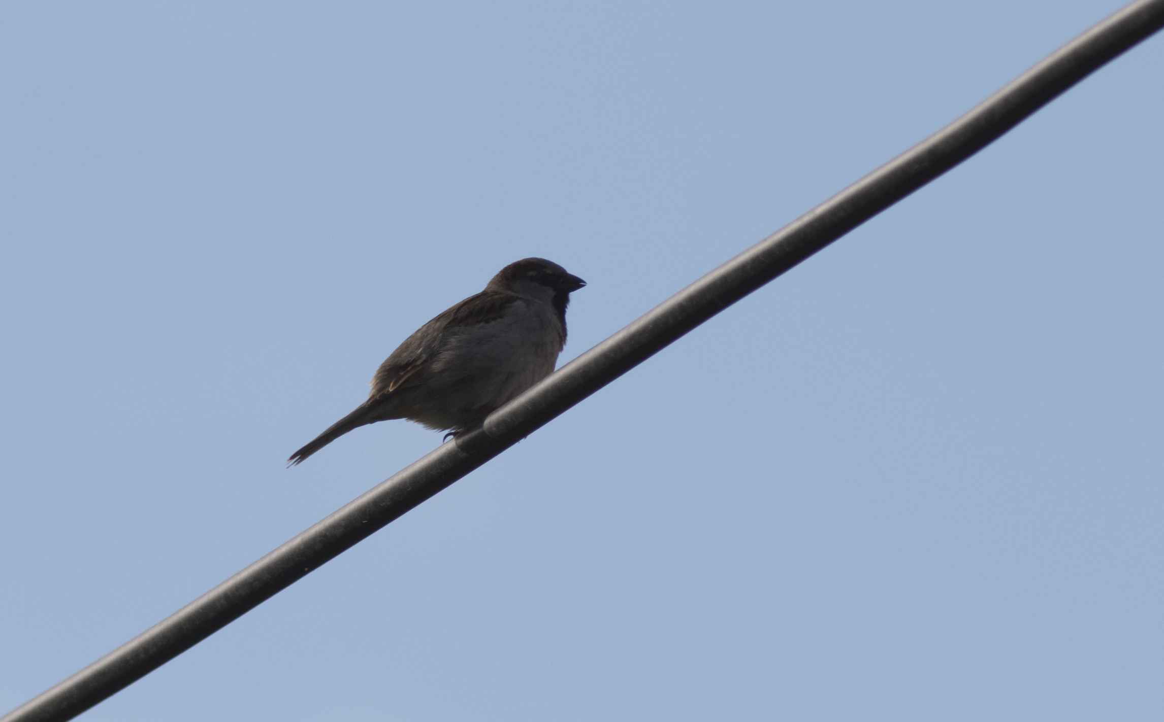 House Sparrow