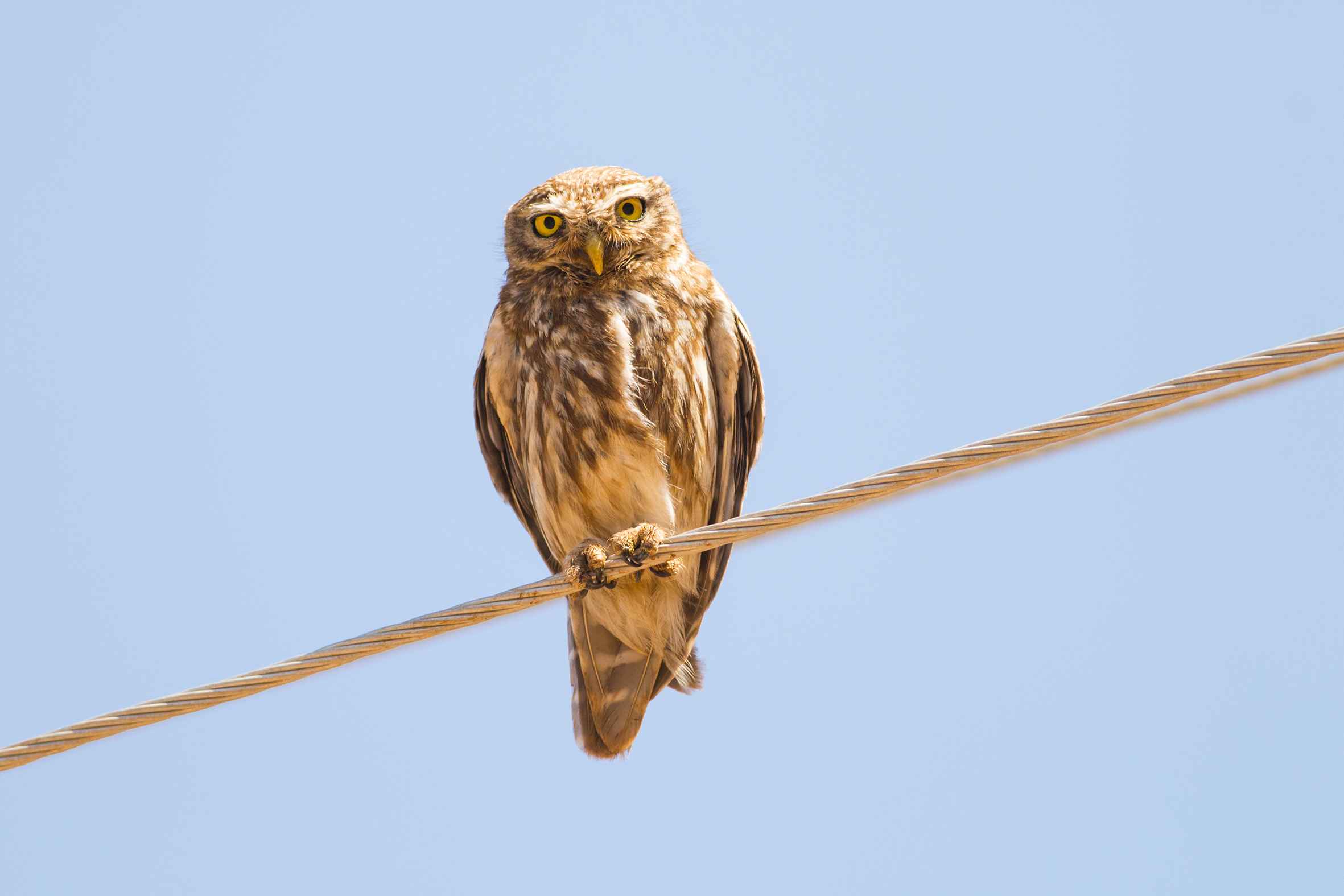 Little Owl