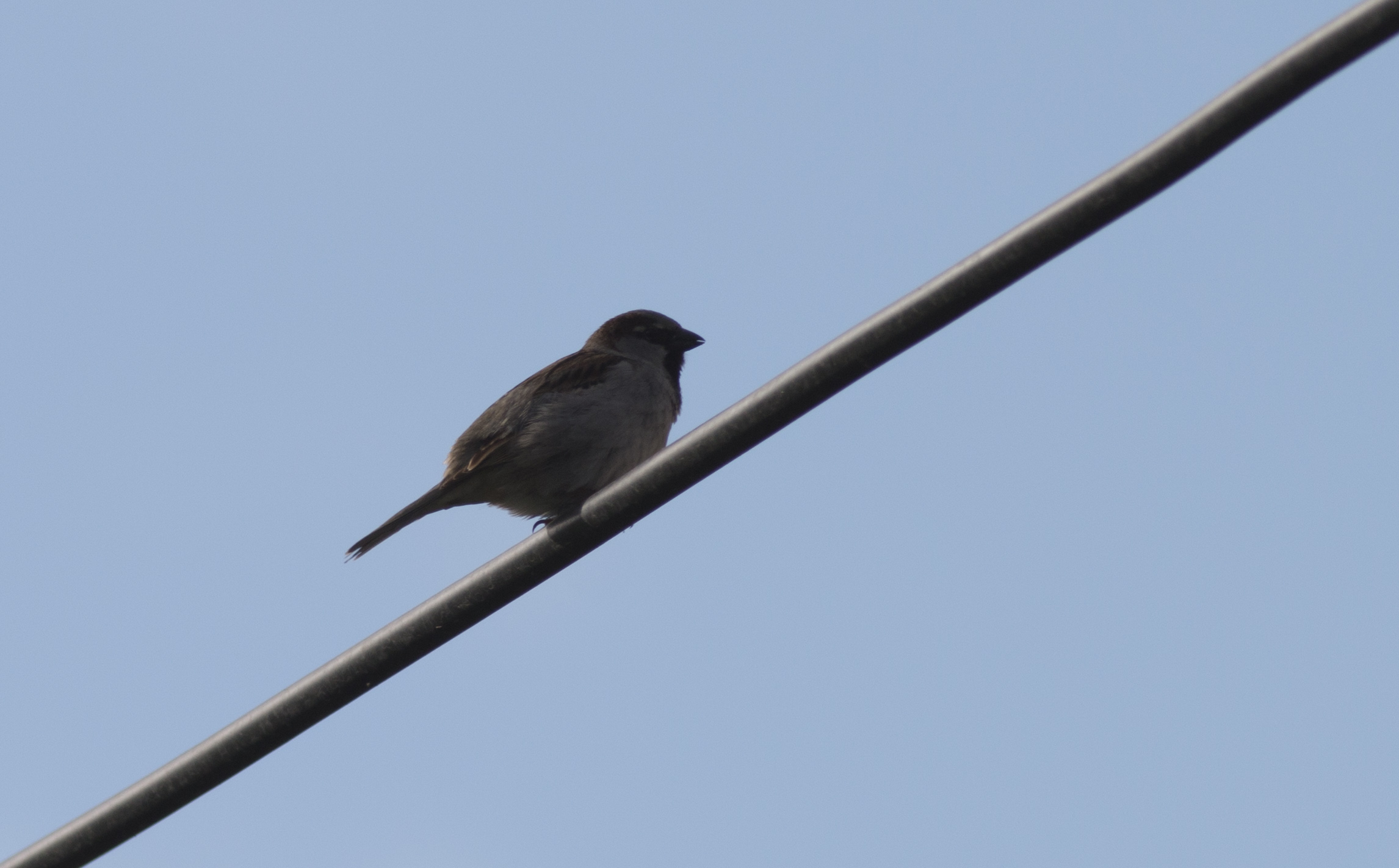 House Sparrow