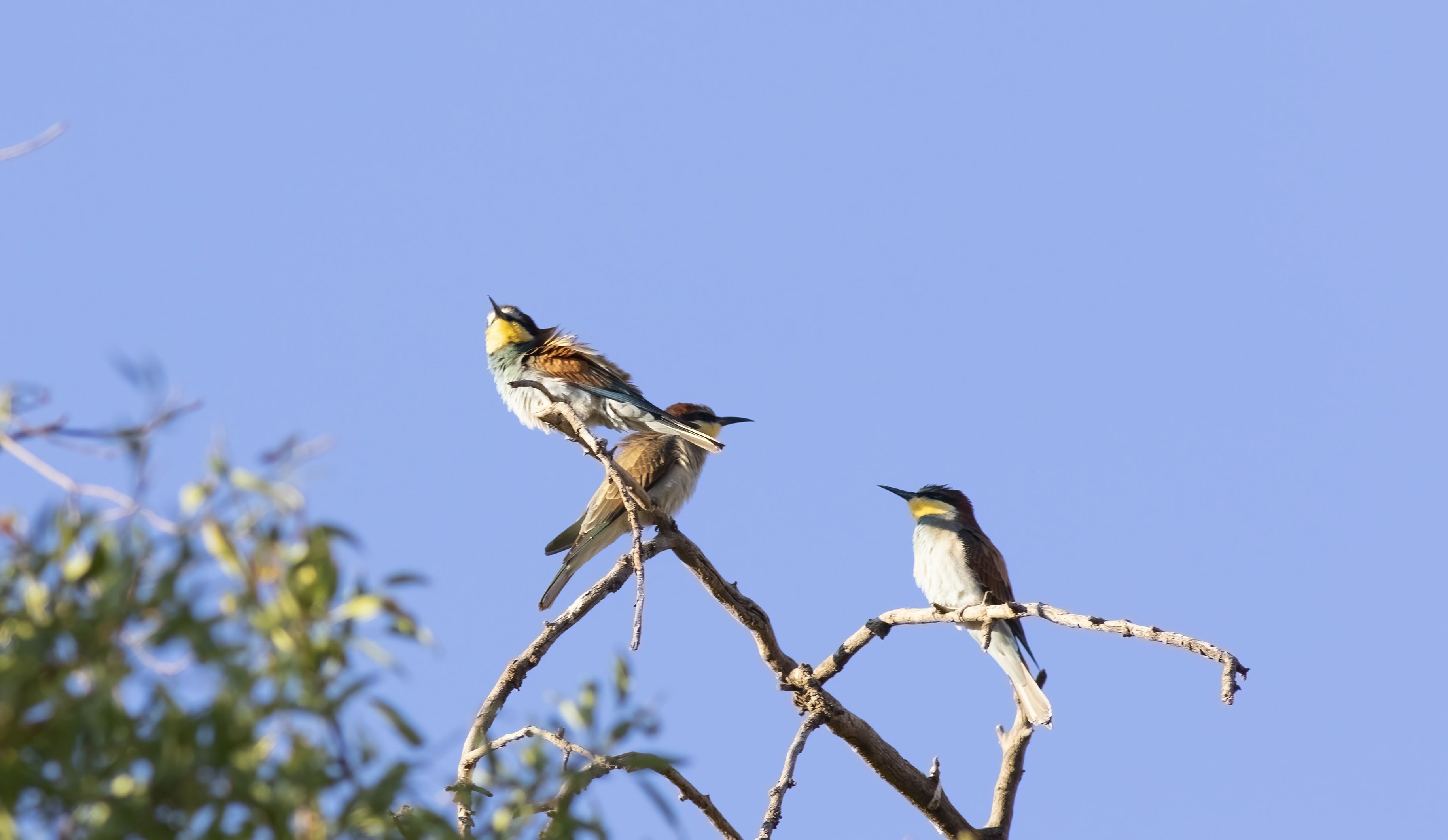 European Bee-eater