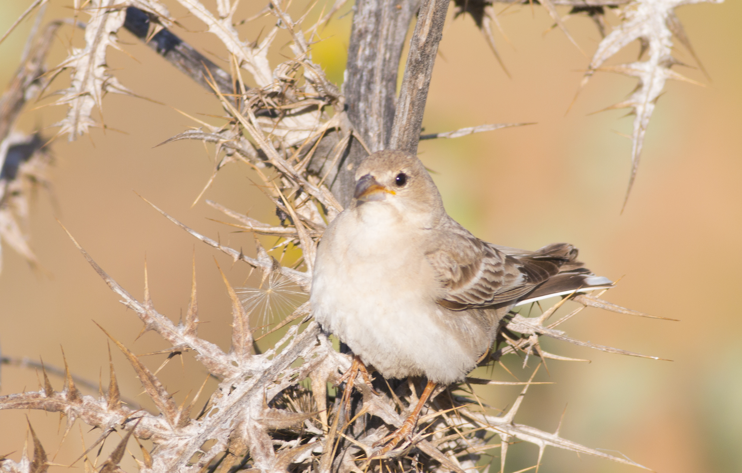 Pale Rockfinch