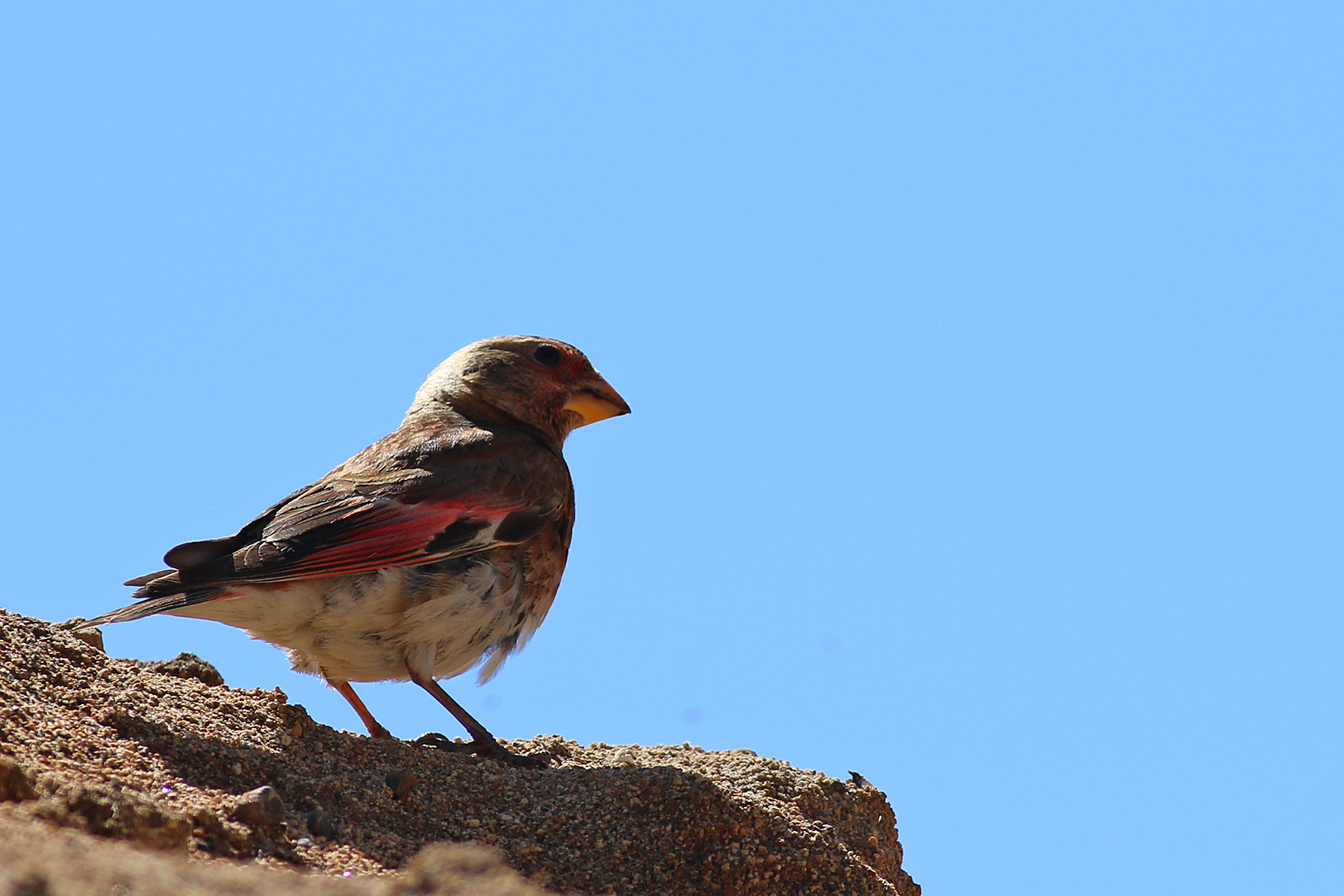 Crimson-winged Finch