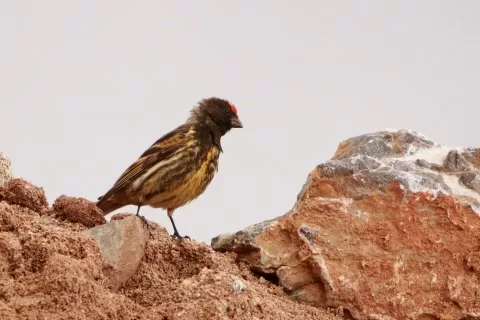Kurtarılan fotoğraf - tür kontrolü gerekli